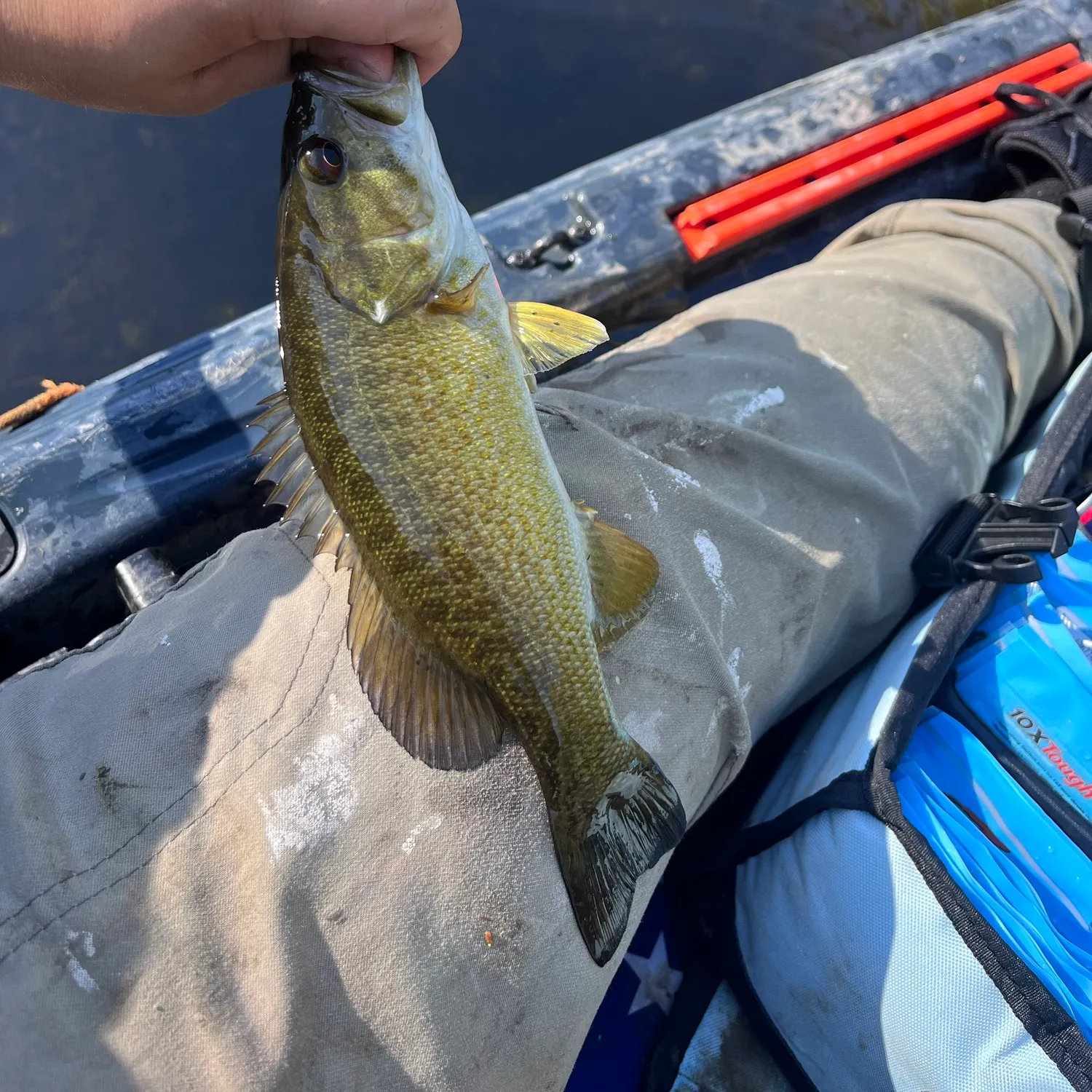 Smallmouth bass caught on Fishbrain