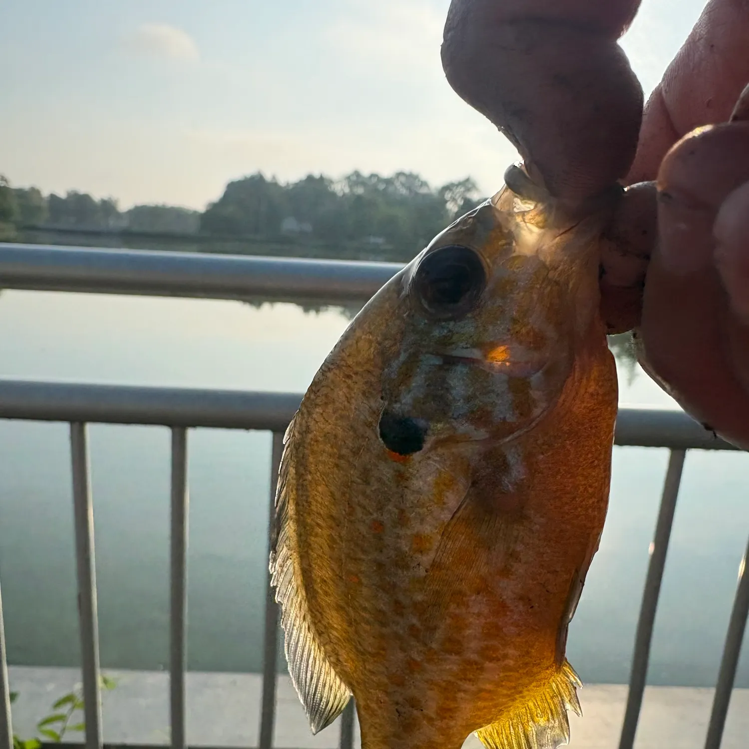Pumpkinseed caught on Fishbrain