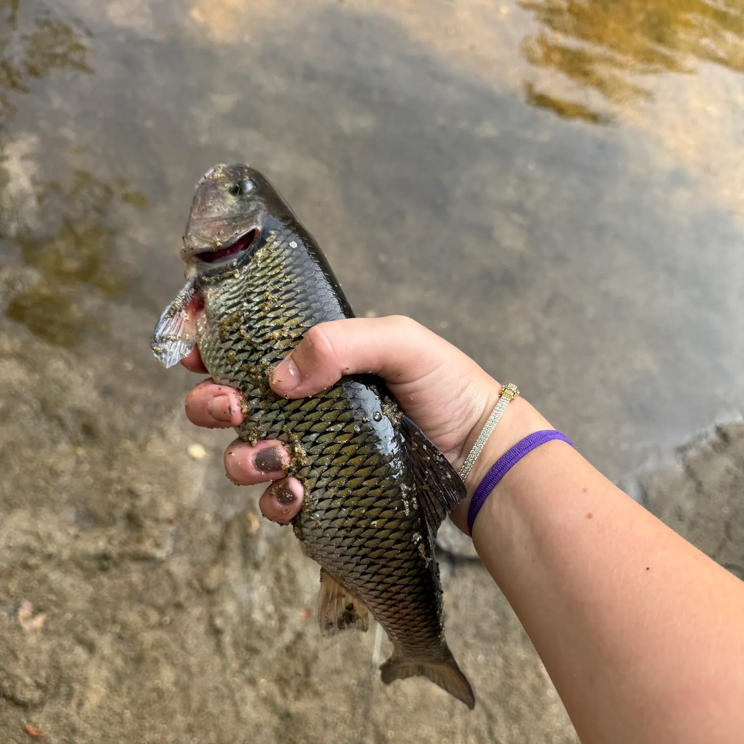 The most recent Fallfish catches on Fishbrain