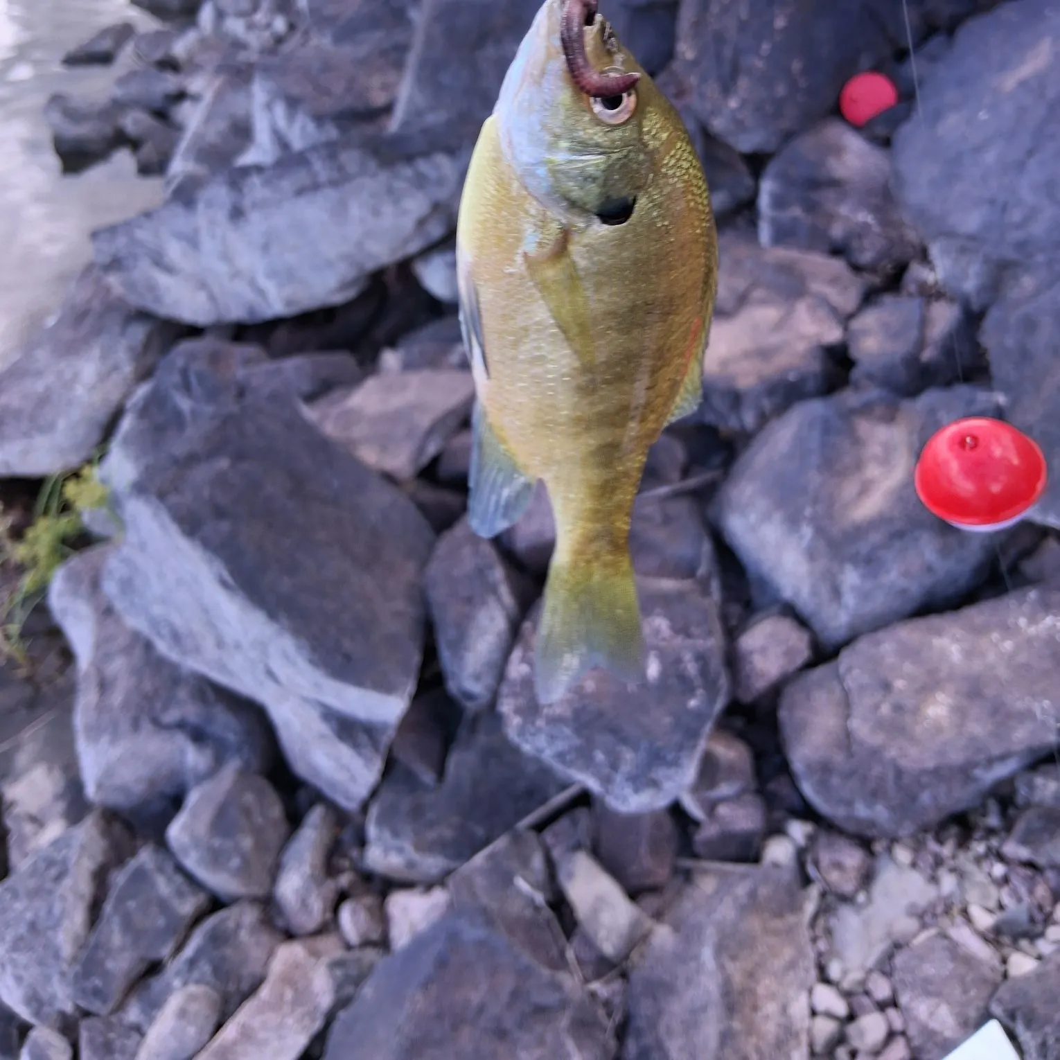 Bluegill caught on Fishbrain