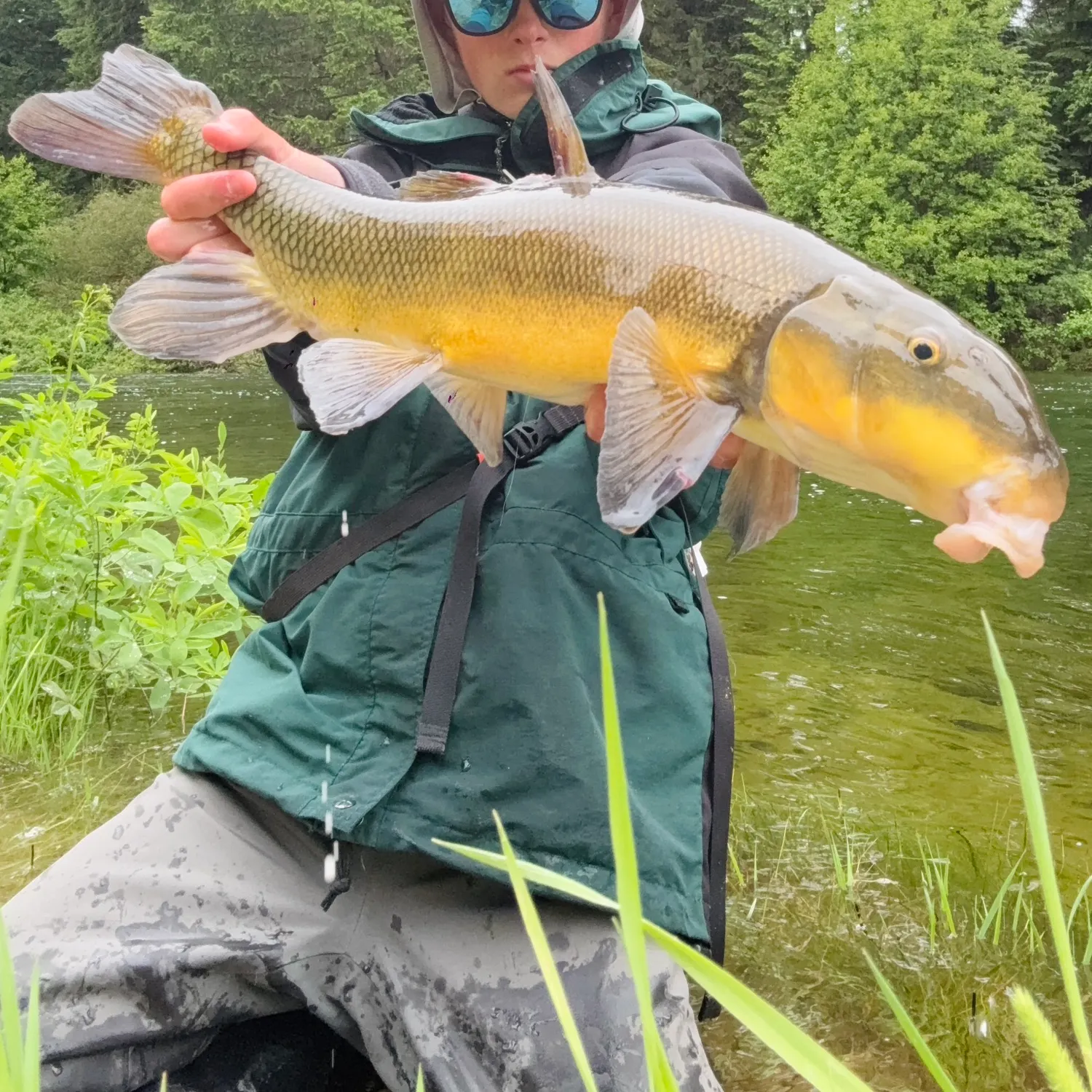 The most recent Largescale sucker catches on Fishbrain