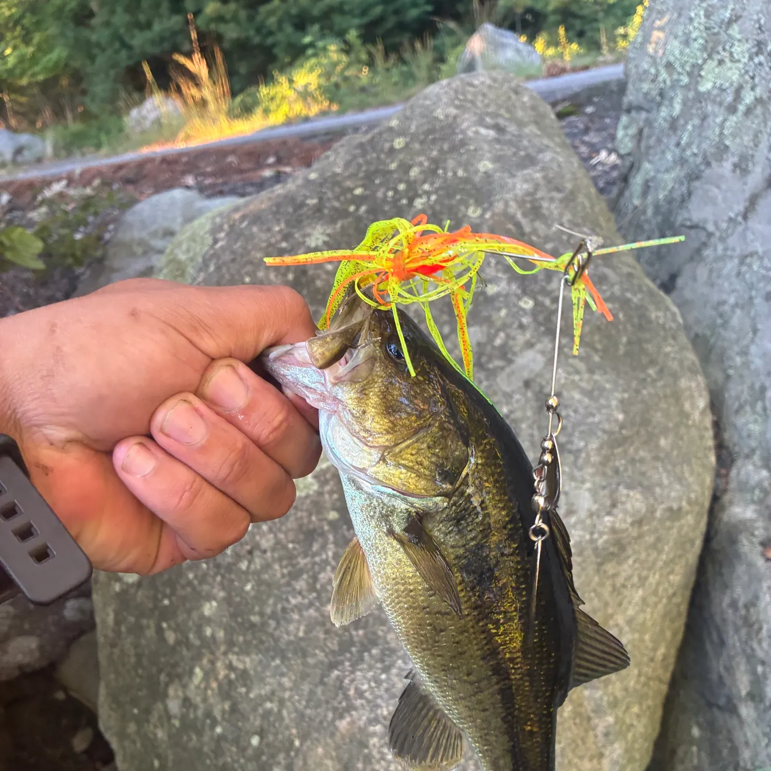 Largemouth bass caught on Fishbrain