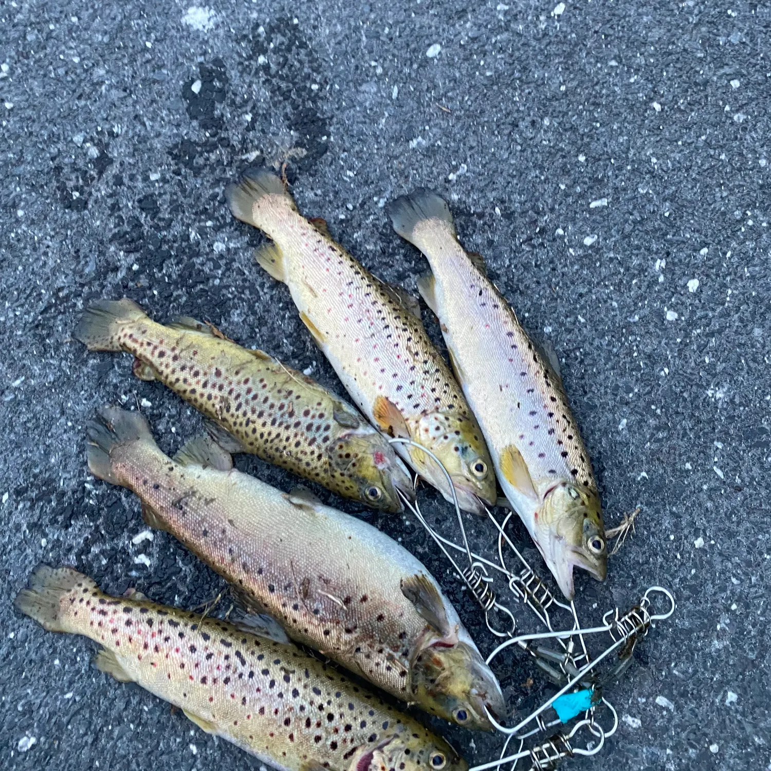 recently logged catches
