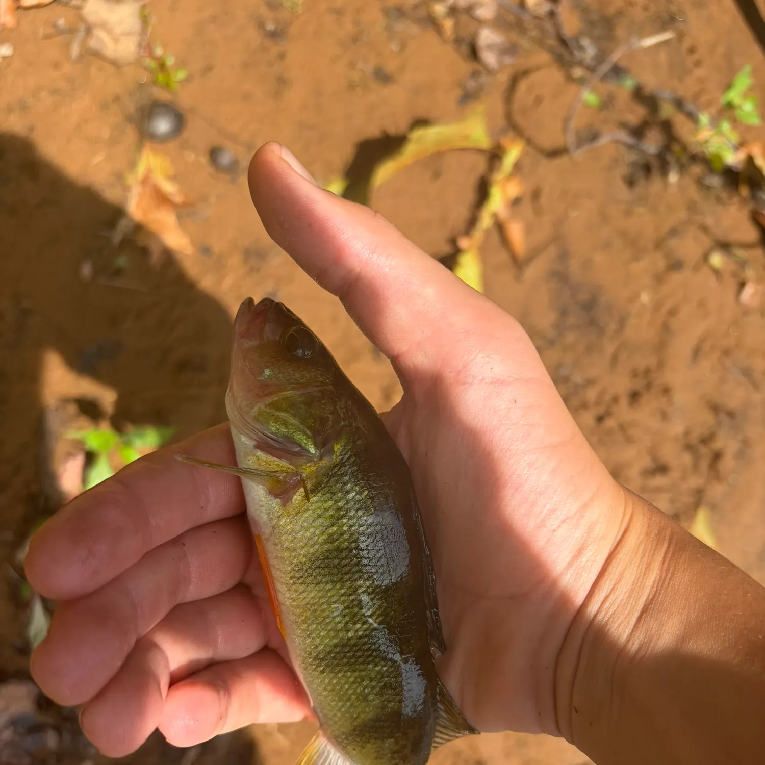 Yellow perch caught on Fishbrain