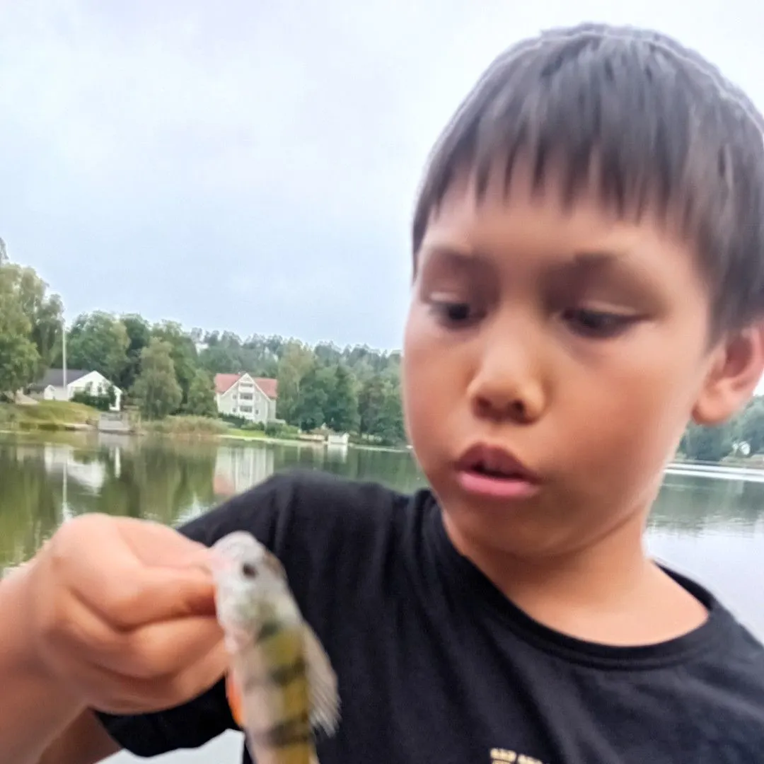 European perch caught on Fishbrain