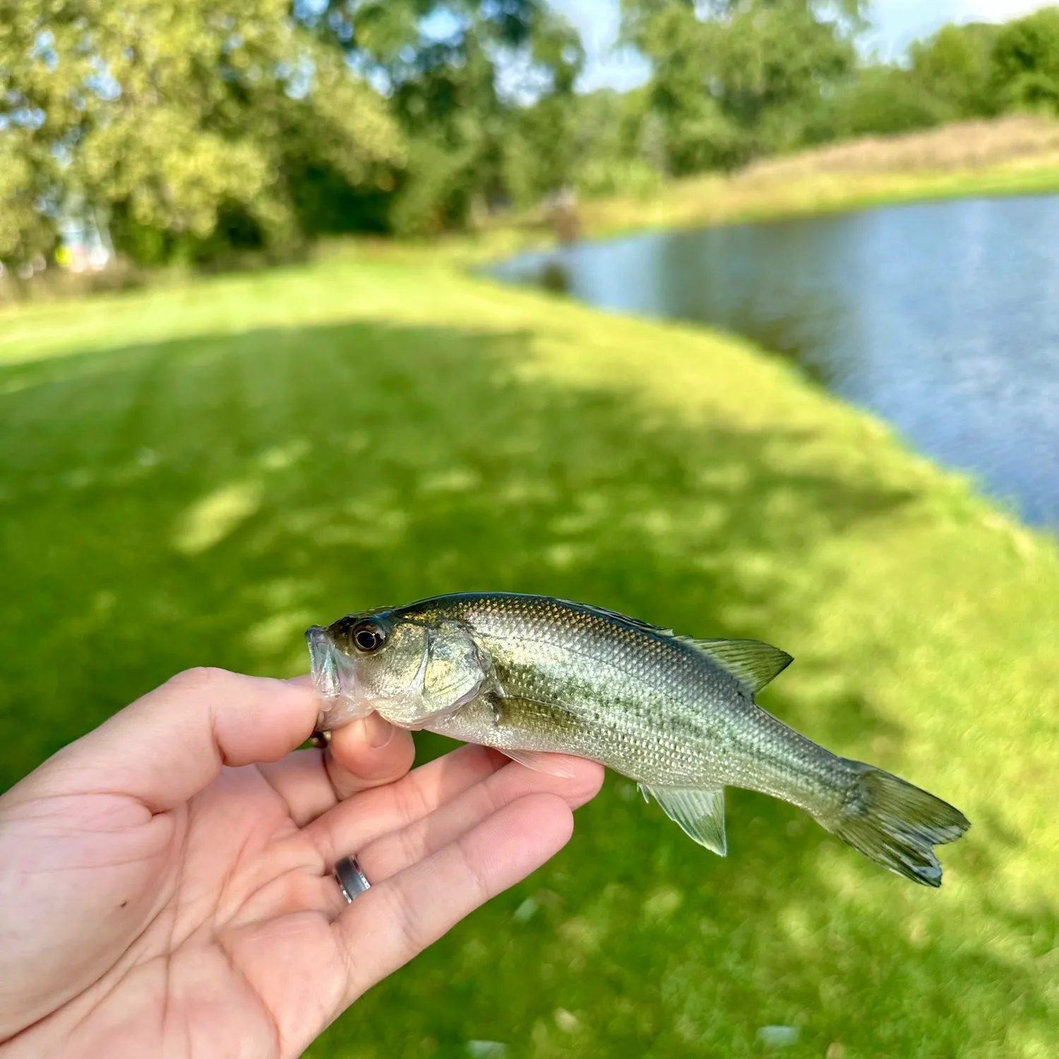 Largemouth bass caught on Fishbrain