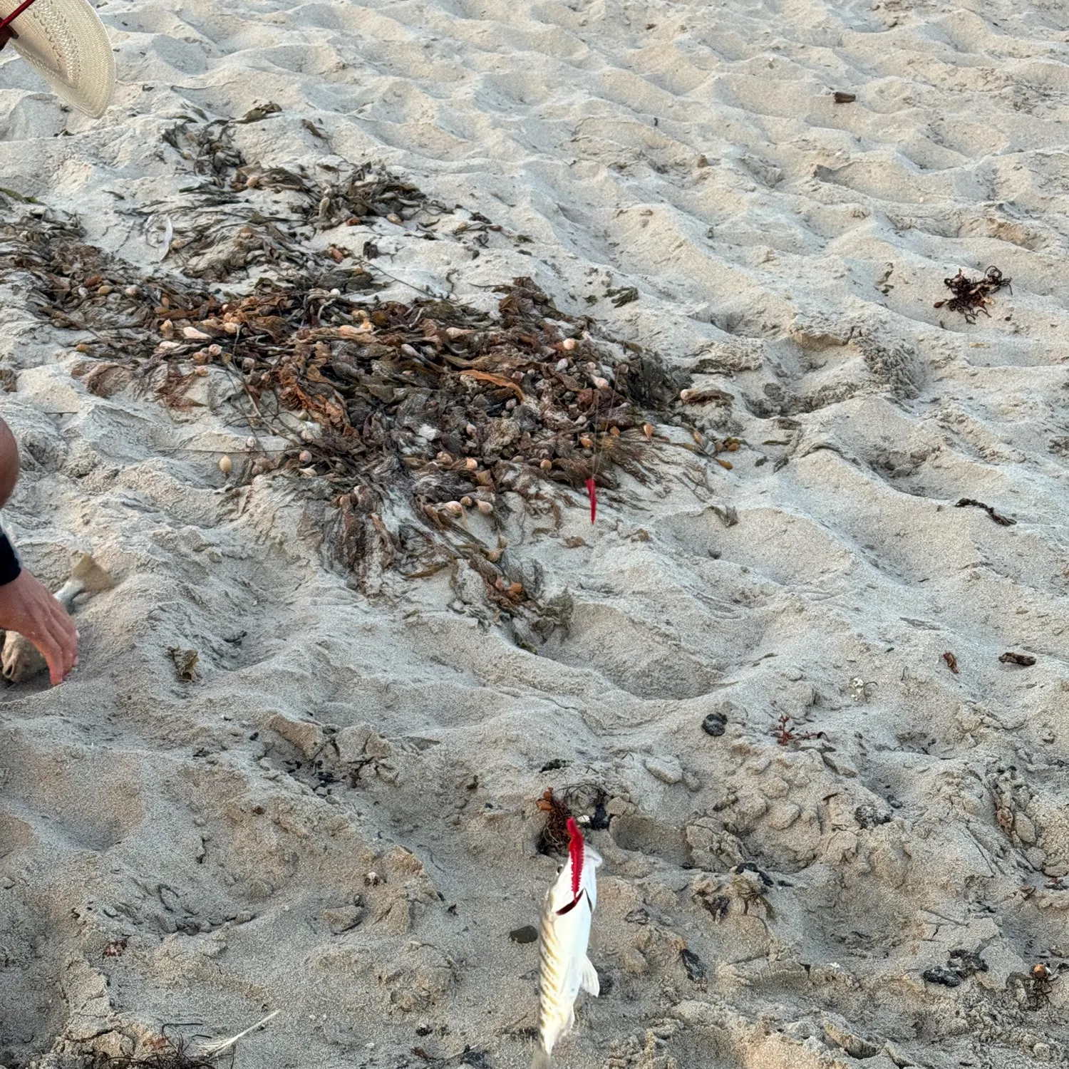 The most recent Silver surfperch catches on Fishbrain
