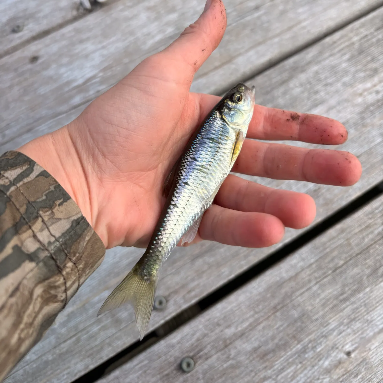 Striped shiner caught on Fishbrain