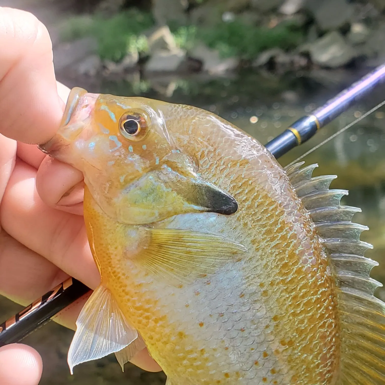 Redbreast sunfish caught on Fishbrain