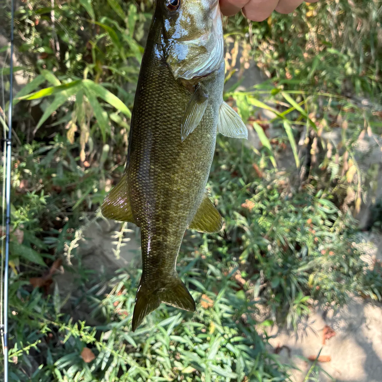 Smallmouth bass caught on Fishbrain
