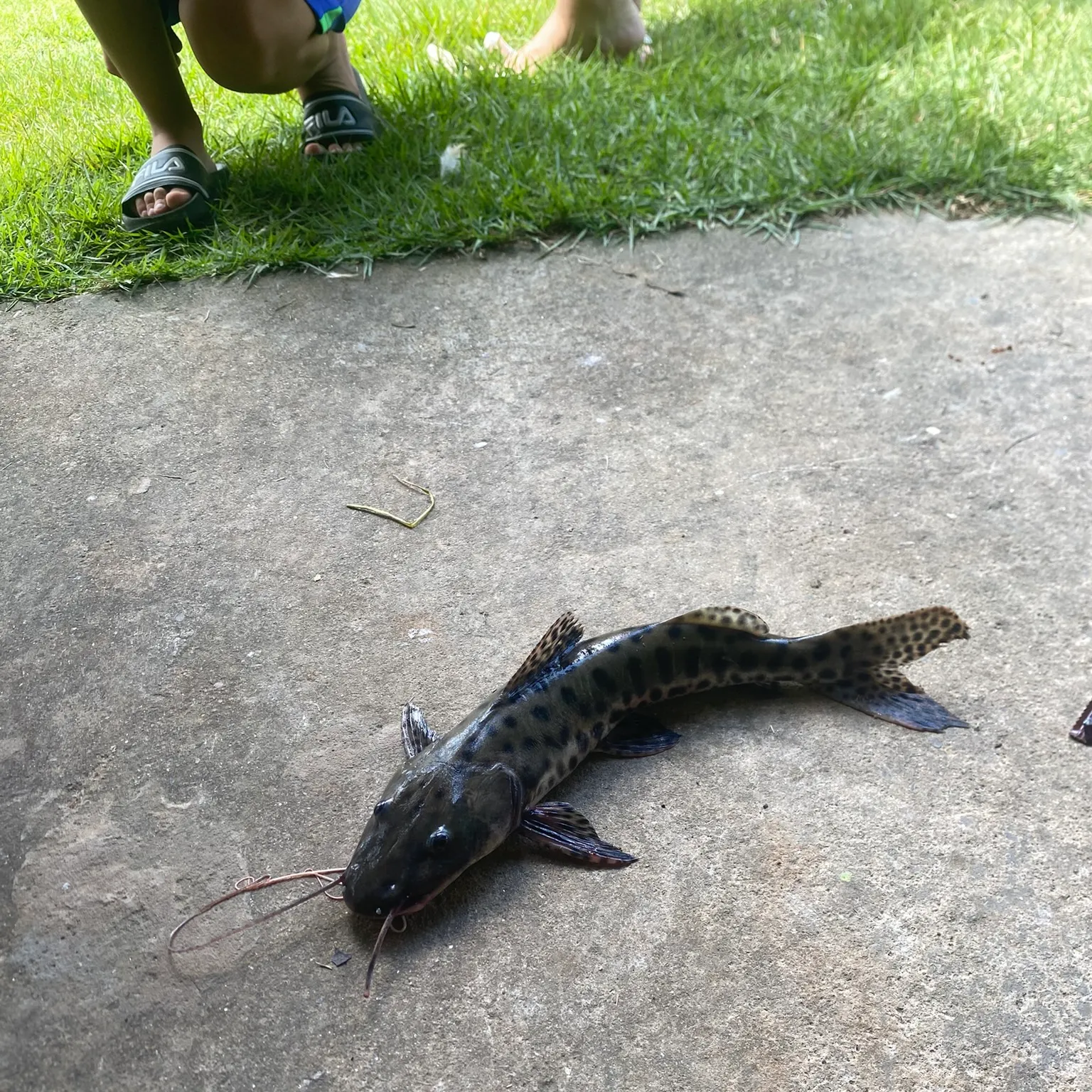The most recent Spotted sorubim catches on Fishbrain
