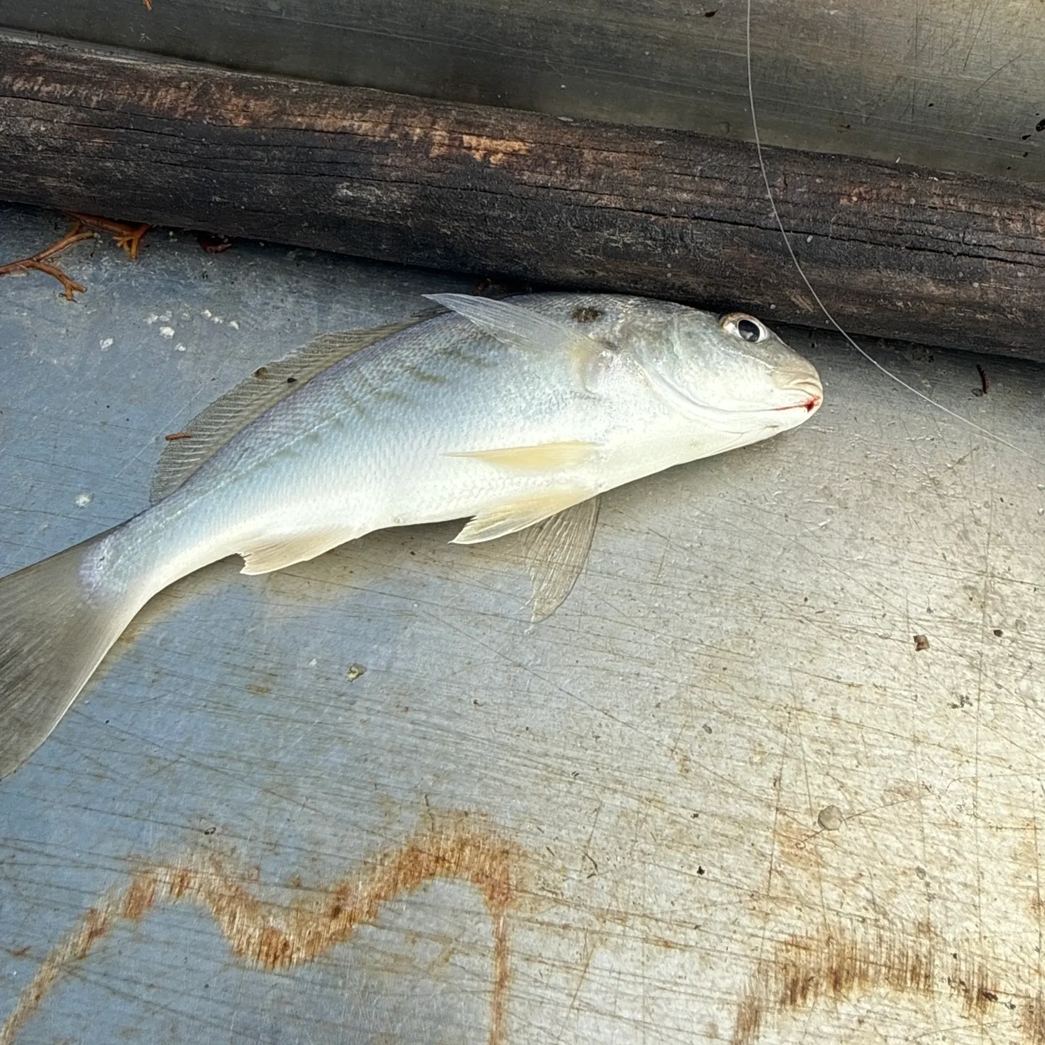 Spot croaker caught on Fishbrain