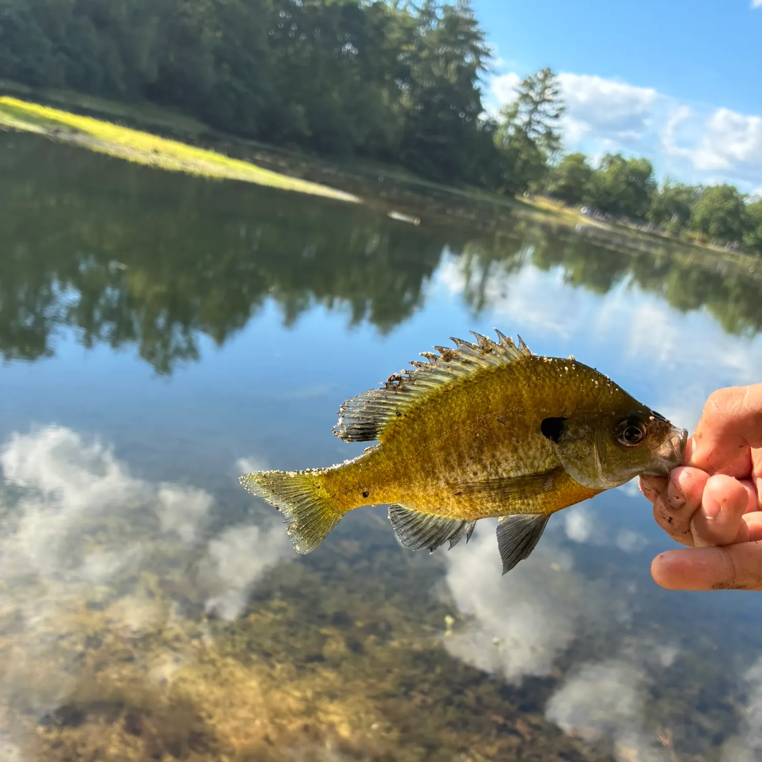 Bluegill caught on Fishbrain