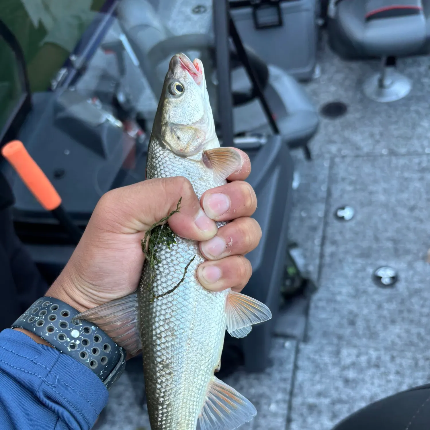 The most recent Sacramento pikeminnow catches on Fishbrain