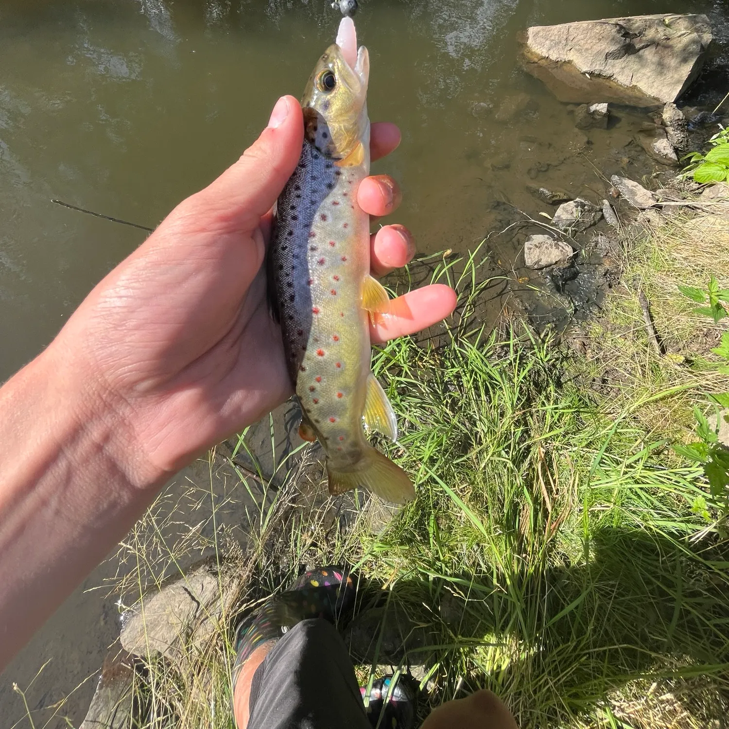 Brown trout caught on Fishbrain
