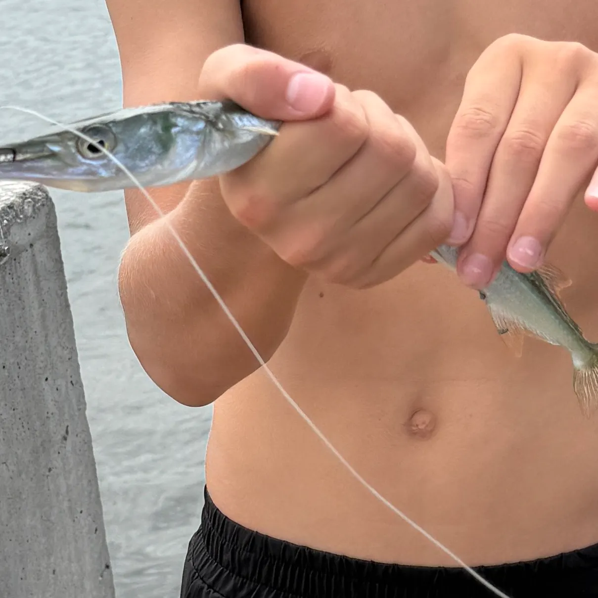 Flat needlefish caught on Fishbrain