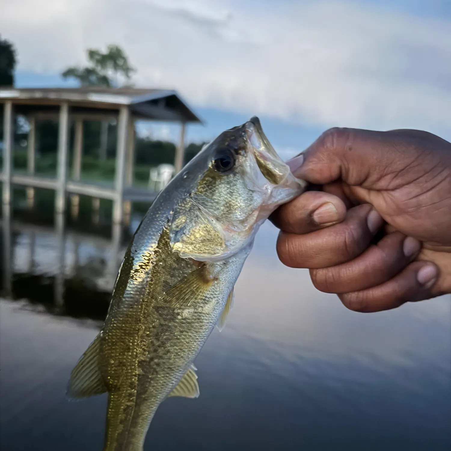 Fish caught on Fishbrain