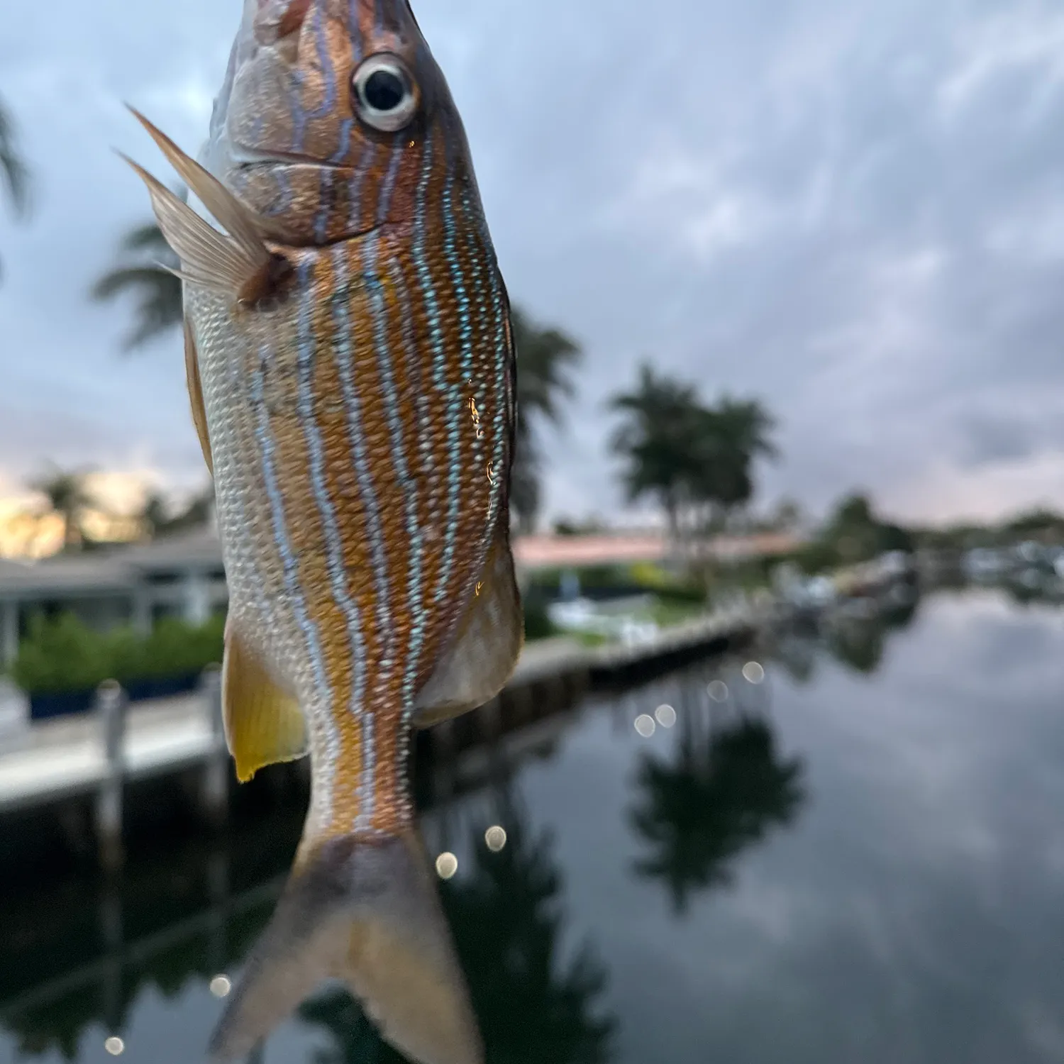 The most recent Bluestriped grunt catches on Fishbrain