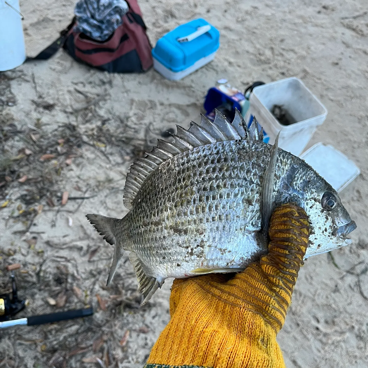 Surf bream caught on Fishbrain