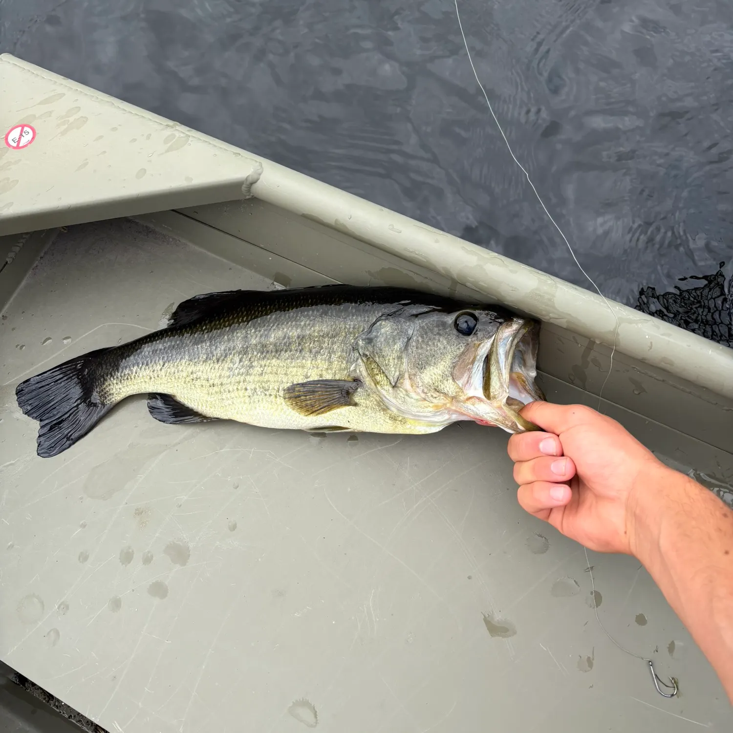 Largemouth bass caught on Fishbrain