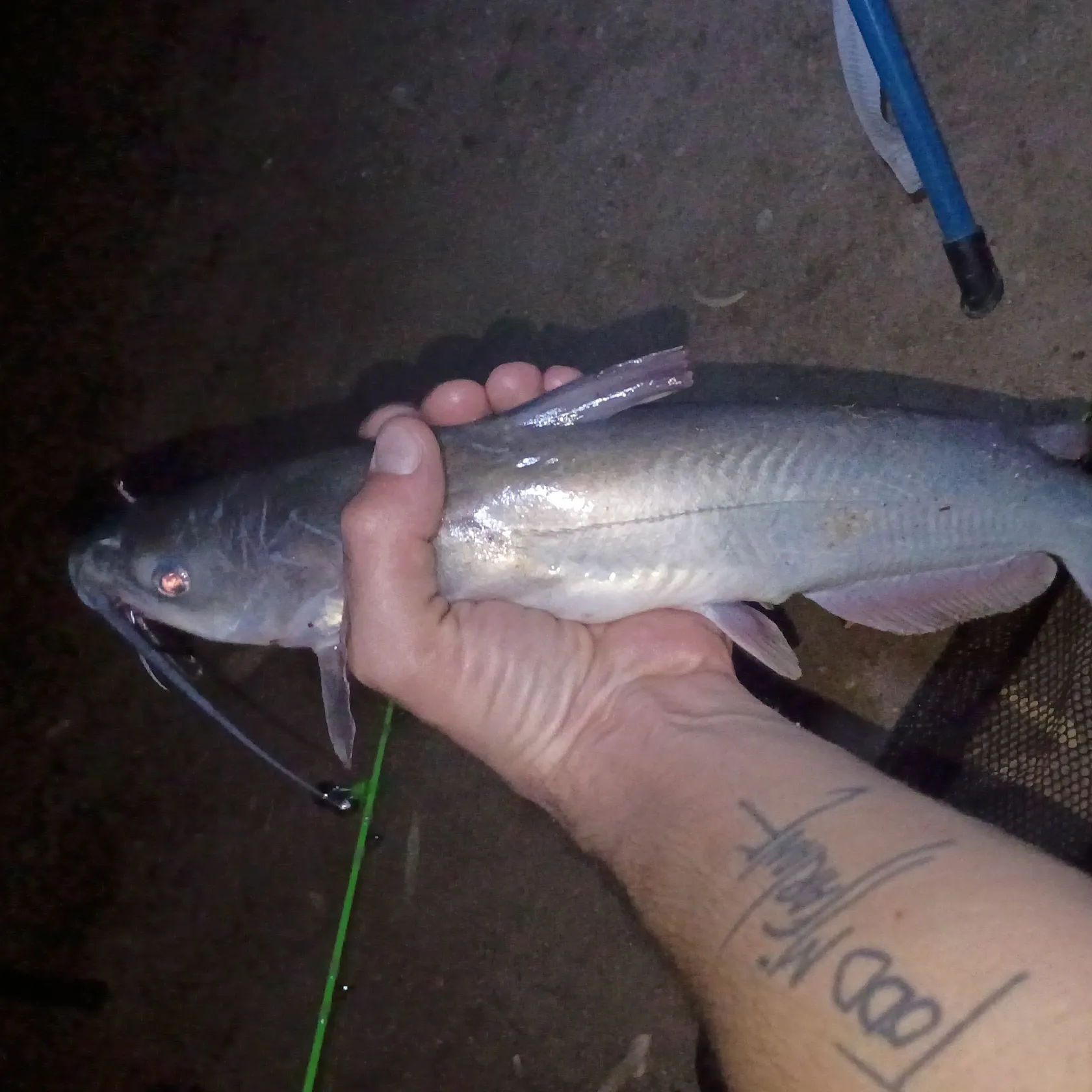 Channel catfish caught on Fishbrain
