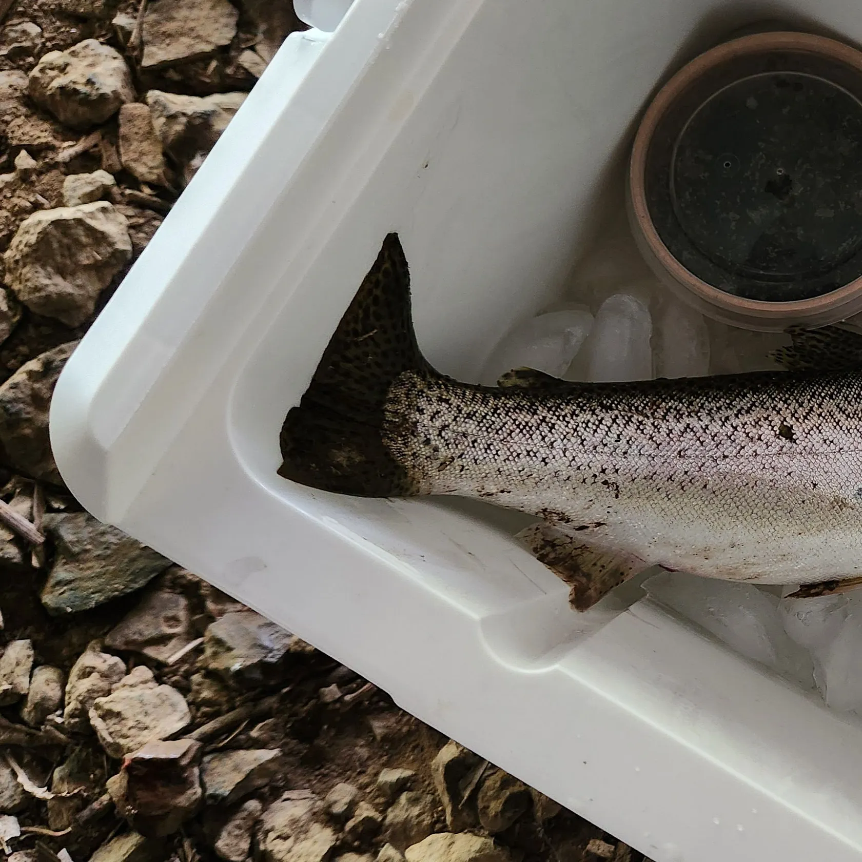 Steelhead caught on Fishbrain