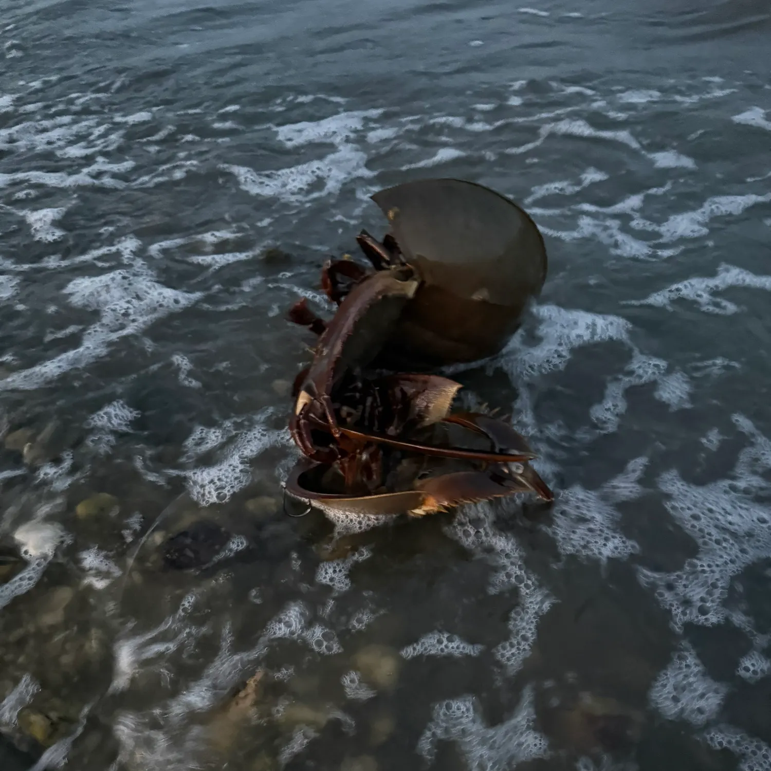 The most recent Atlantic horseshoe crab catches on Fishbrain
