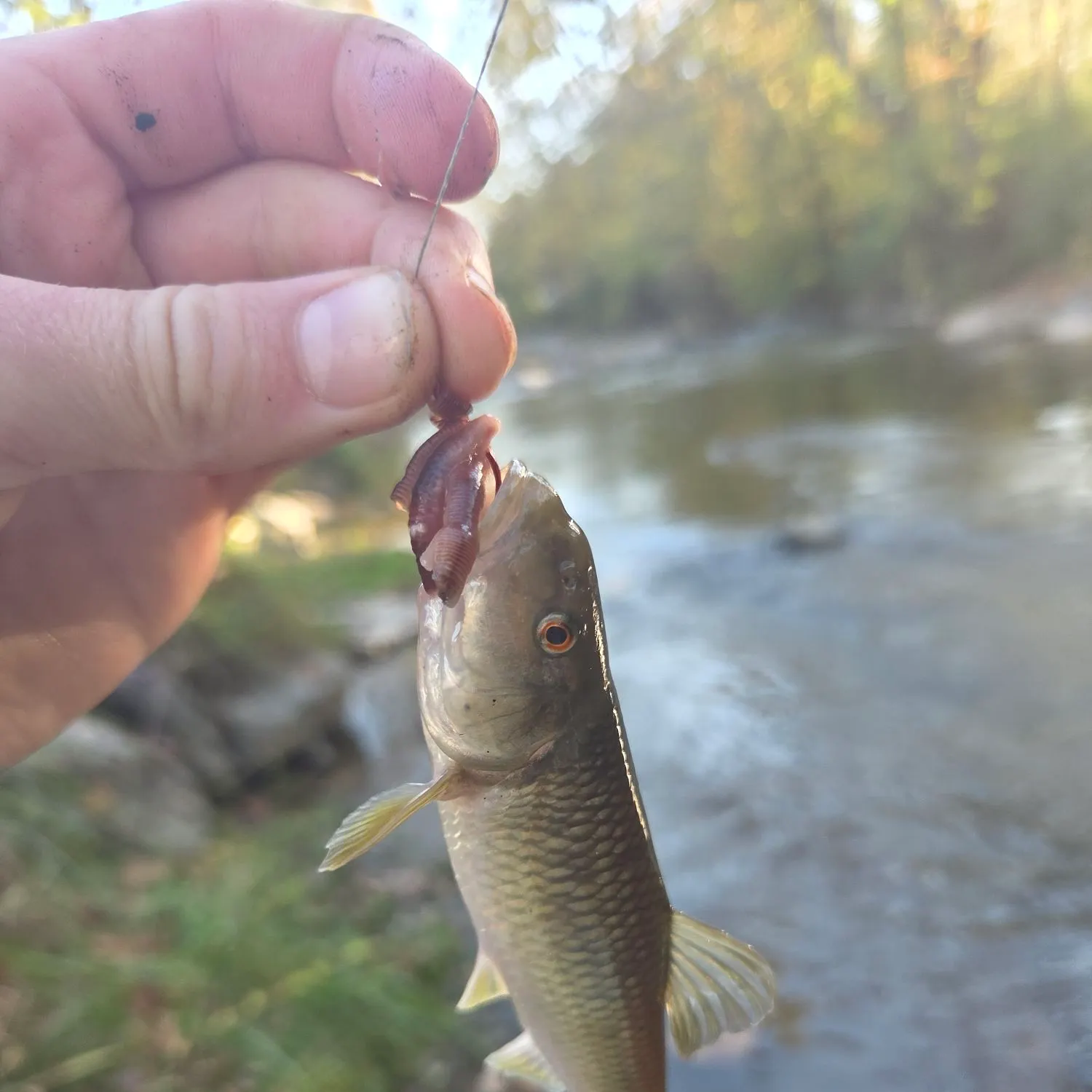 Creek chub caught on Fishbrain