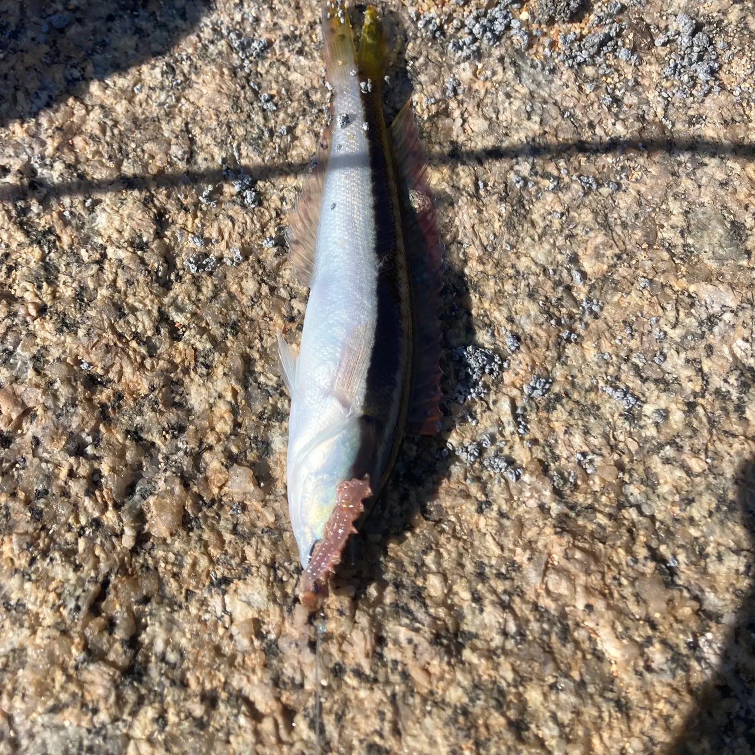 The most recent Mediterranean rainbow wrasse catches on Fishbrain