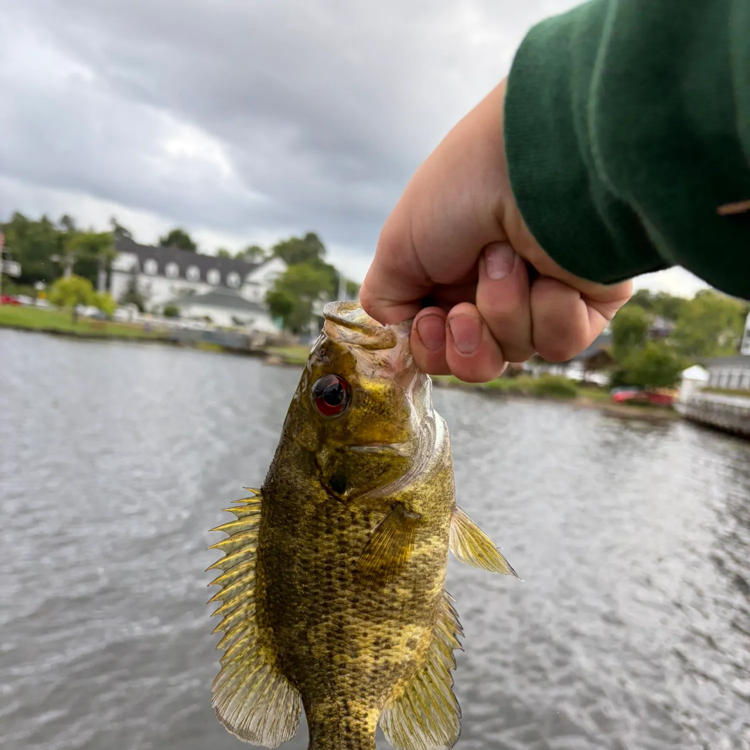 Rock bass caught on Fishbrain