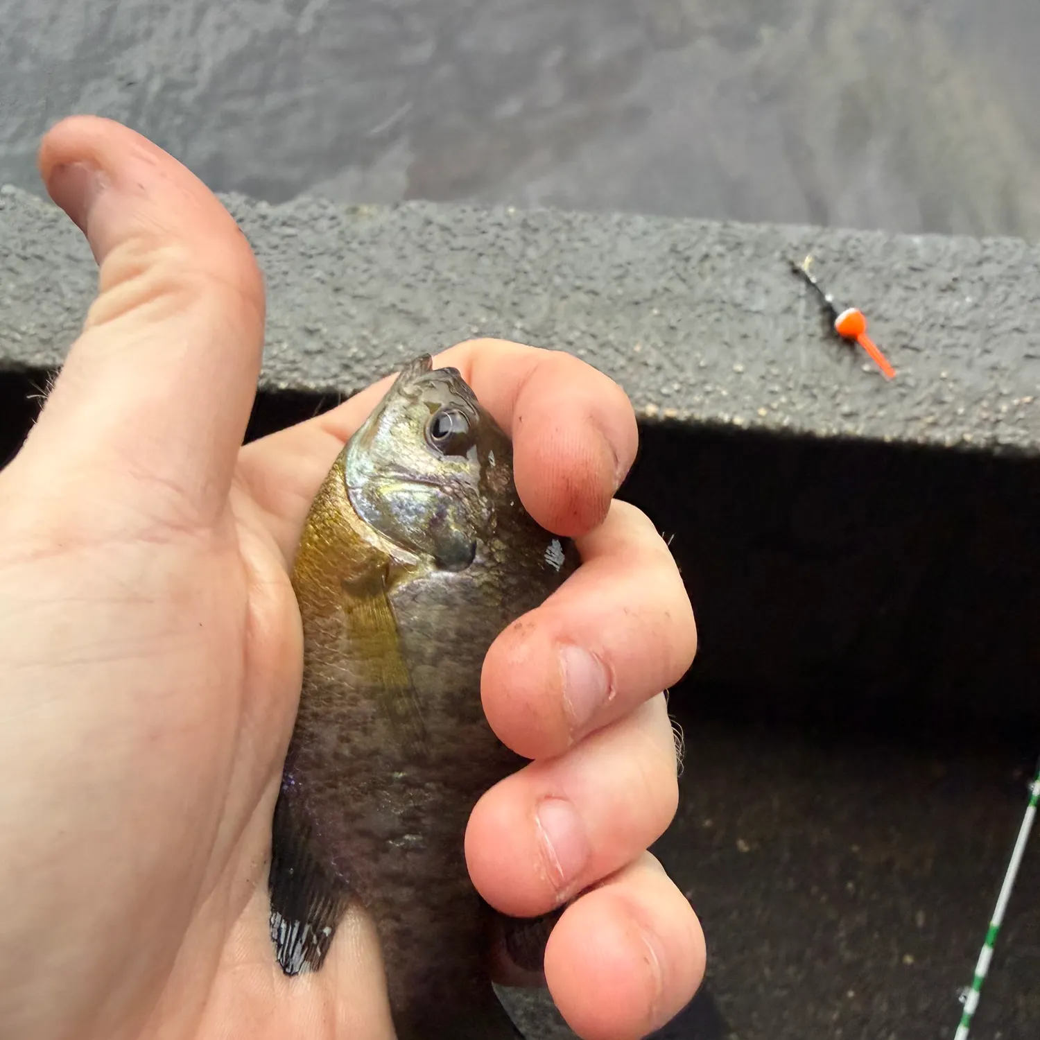 Bluegill caught on Fishbrain