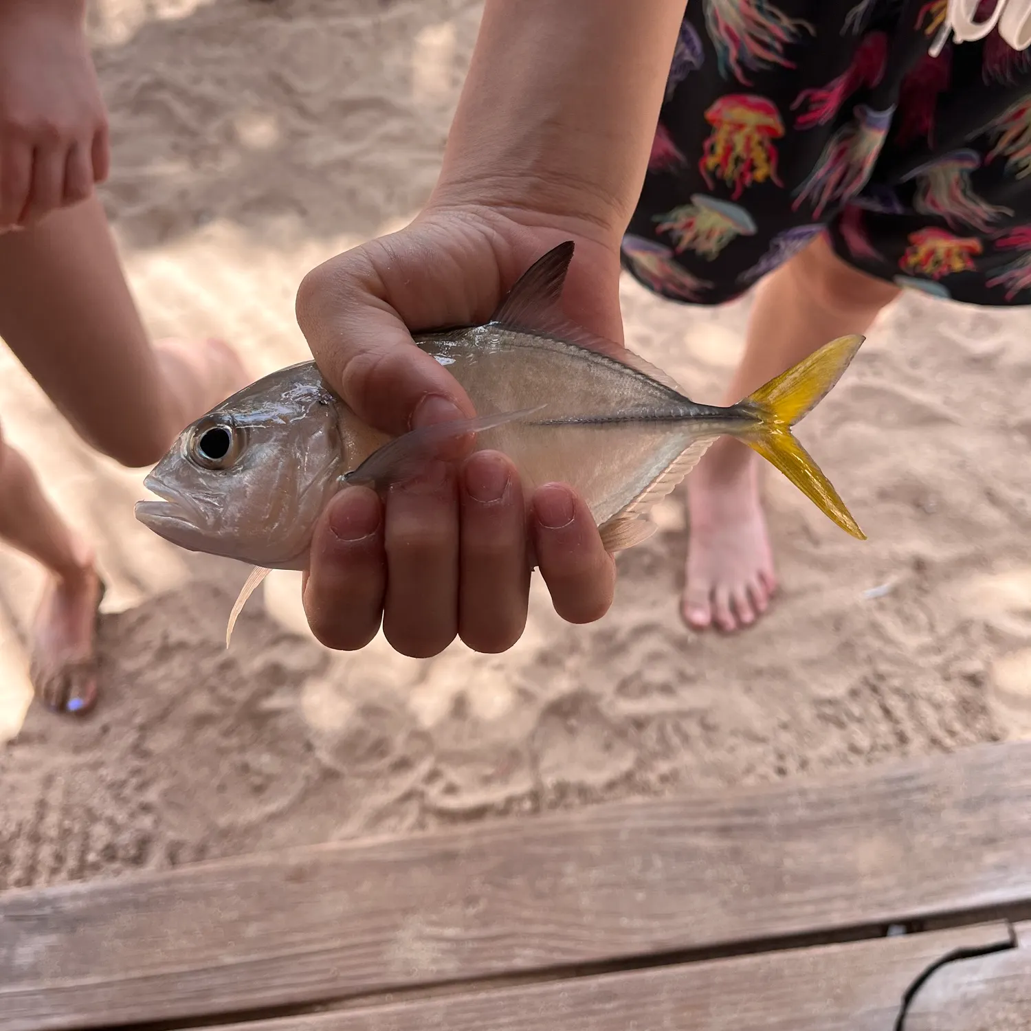 The most recent Lesser amberjack catches on Fishbrain