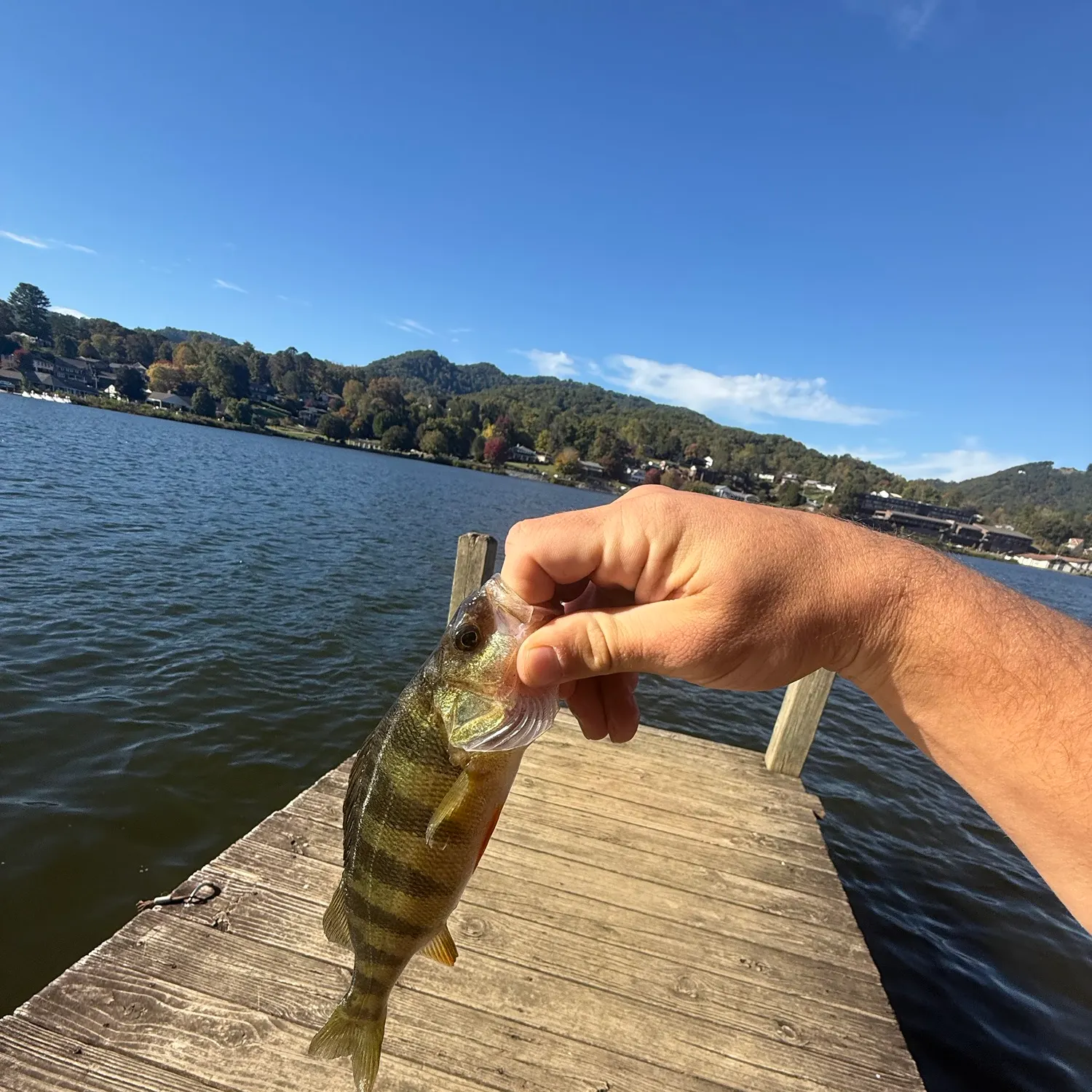 Yellow perch caught on Fishbrain