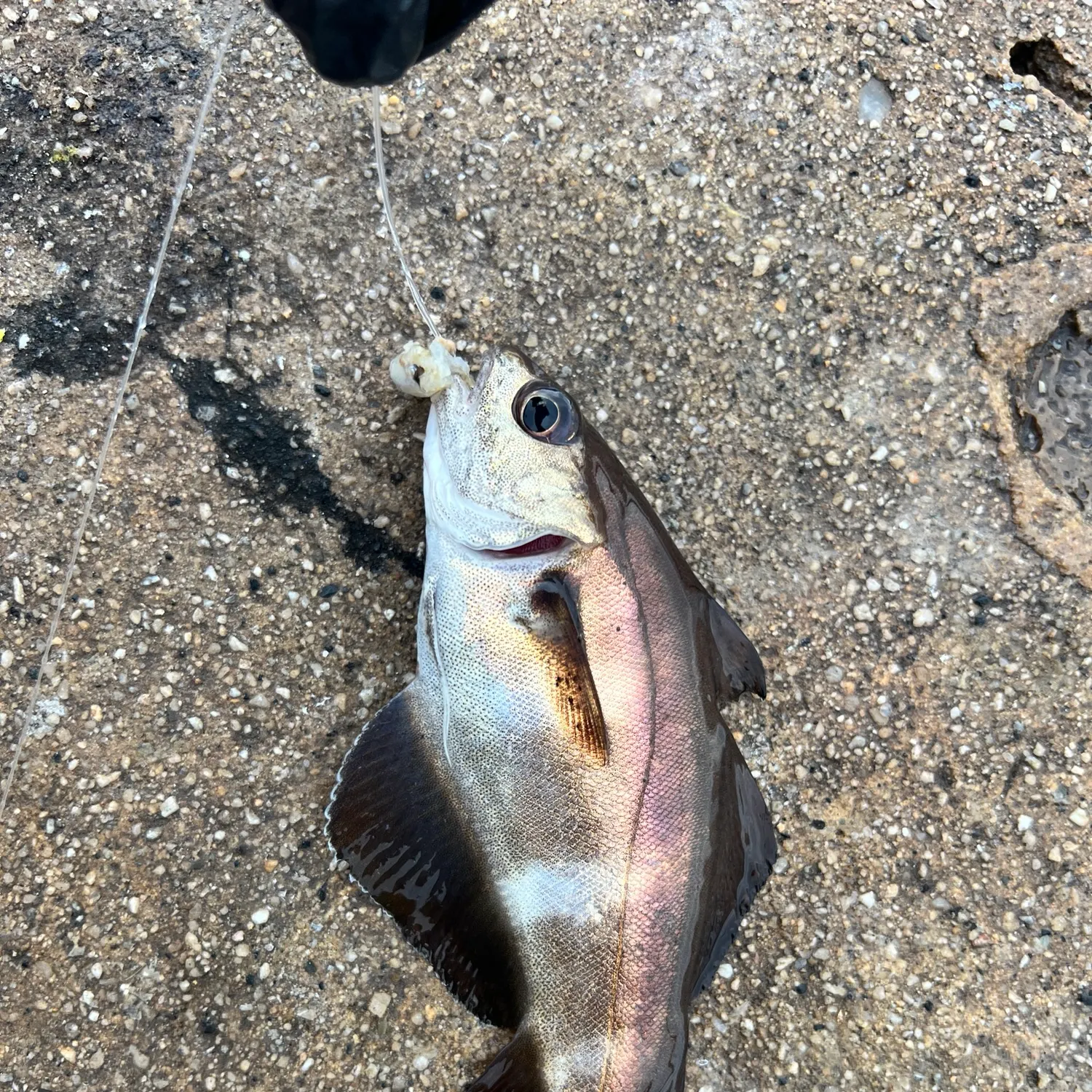 The most recent Pouting catches on Fishbrain