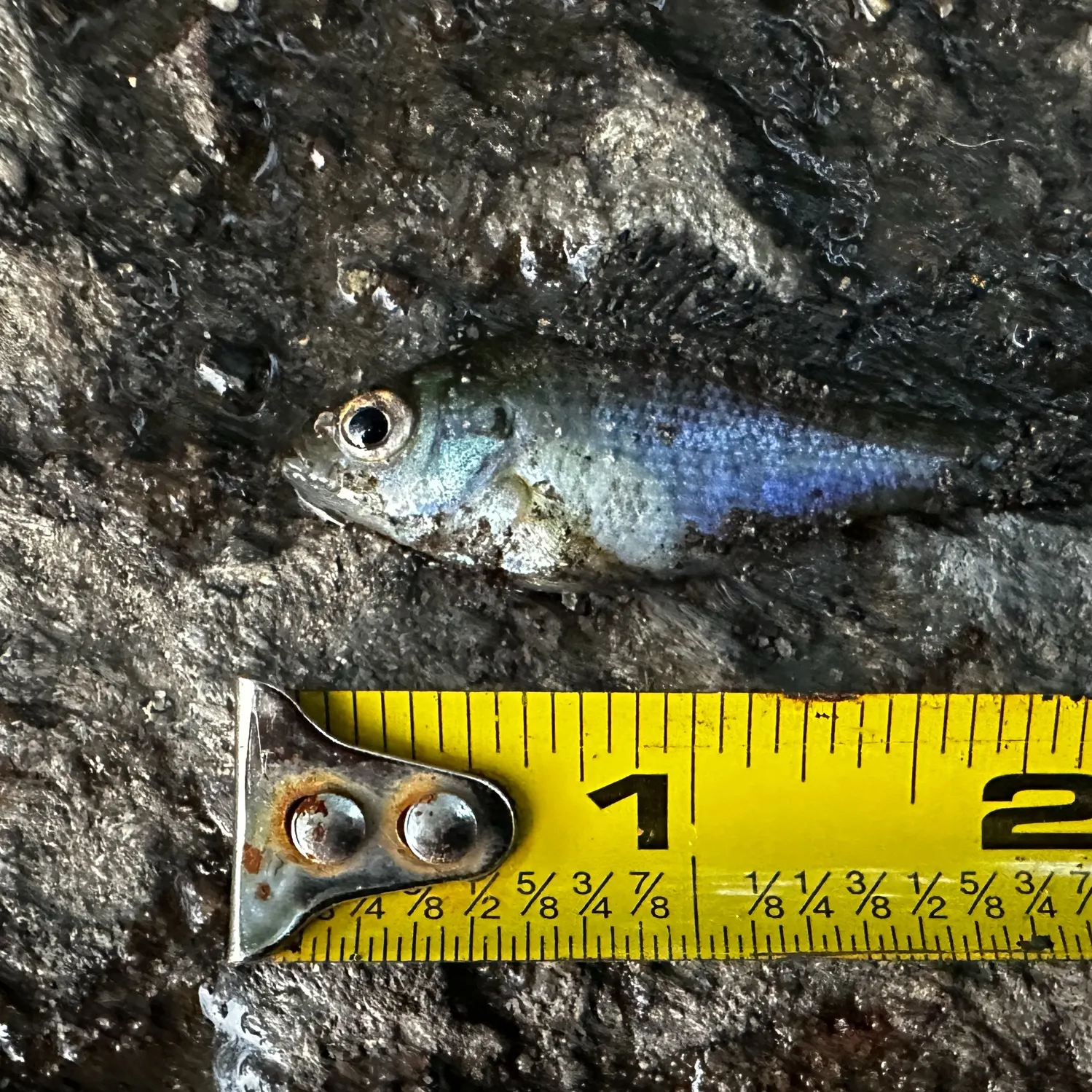 Bluegill caught on Fishbrain