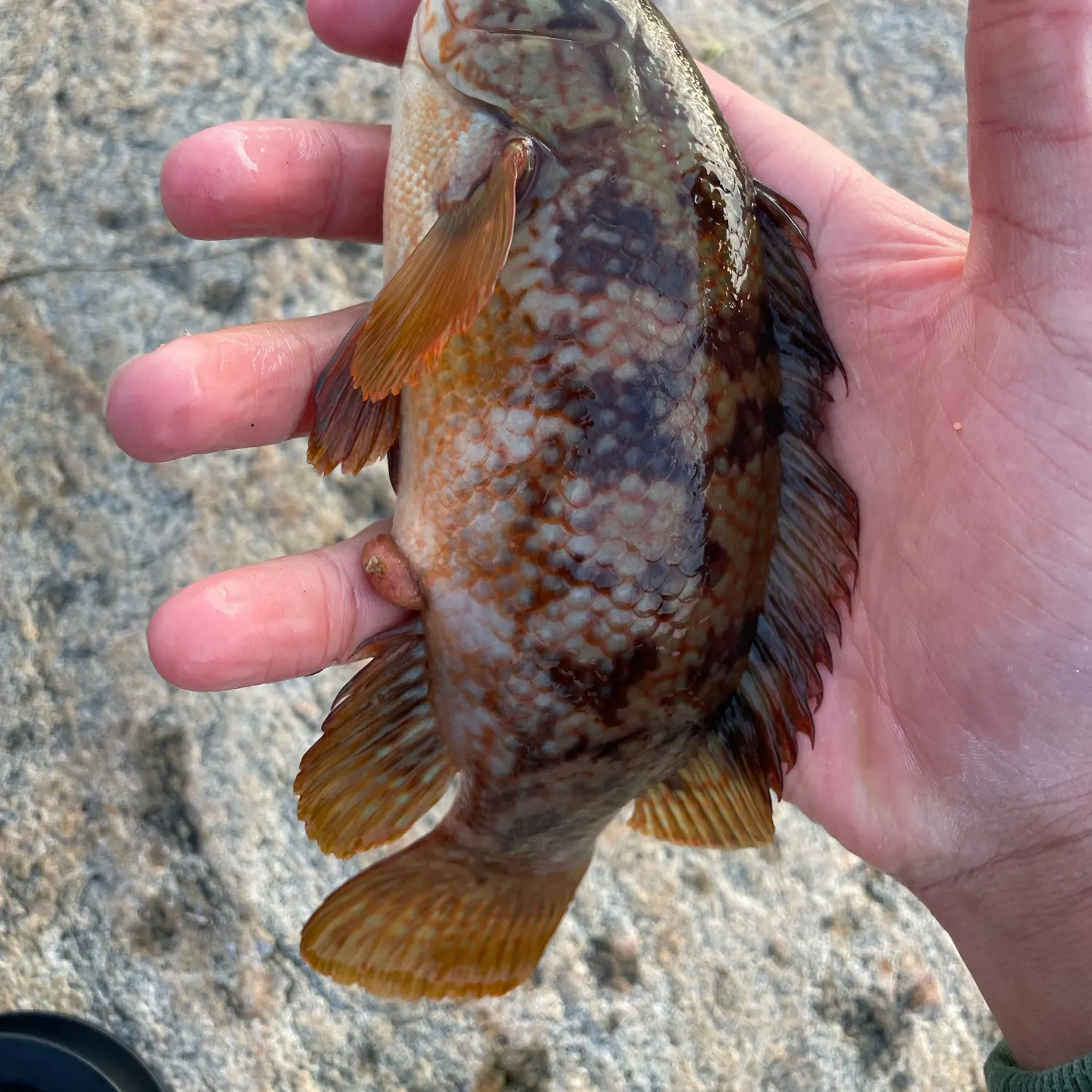 The most recent Ballan wrasse catches on Fishbrain