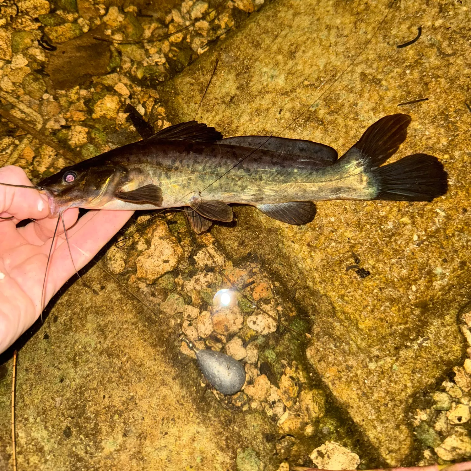 The most recent Pale catfish catches on Fishbrain