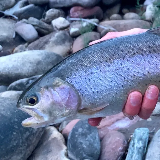Cutbow caught on Fishbrain