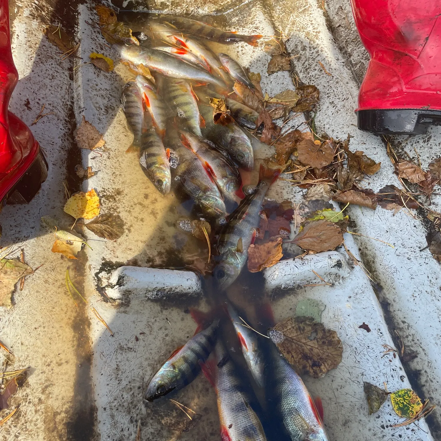European perch caught on Fishbrain