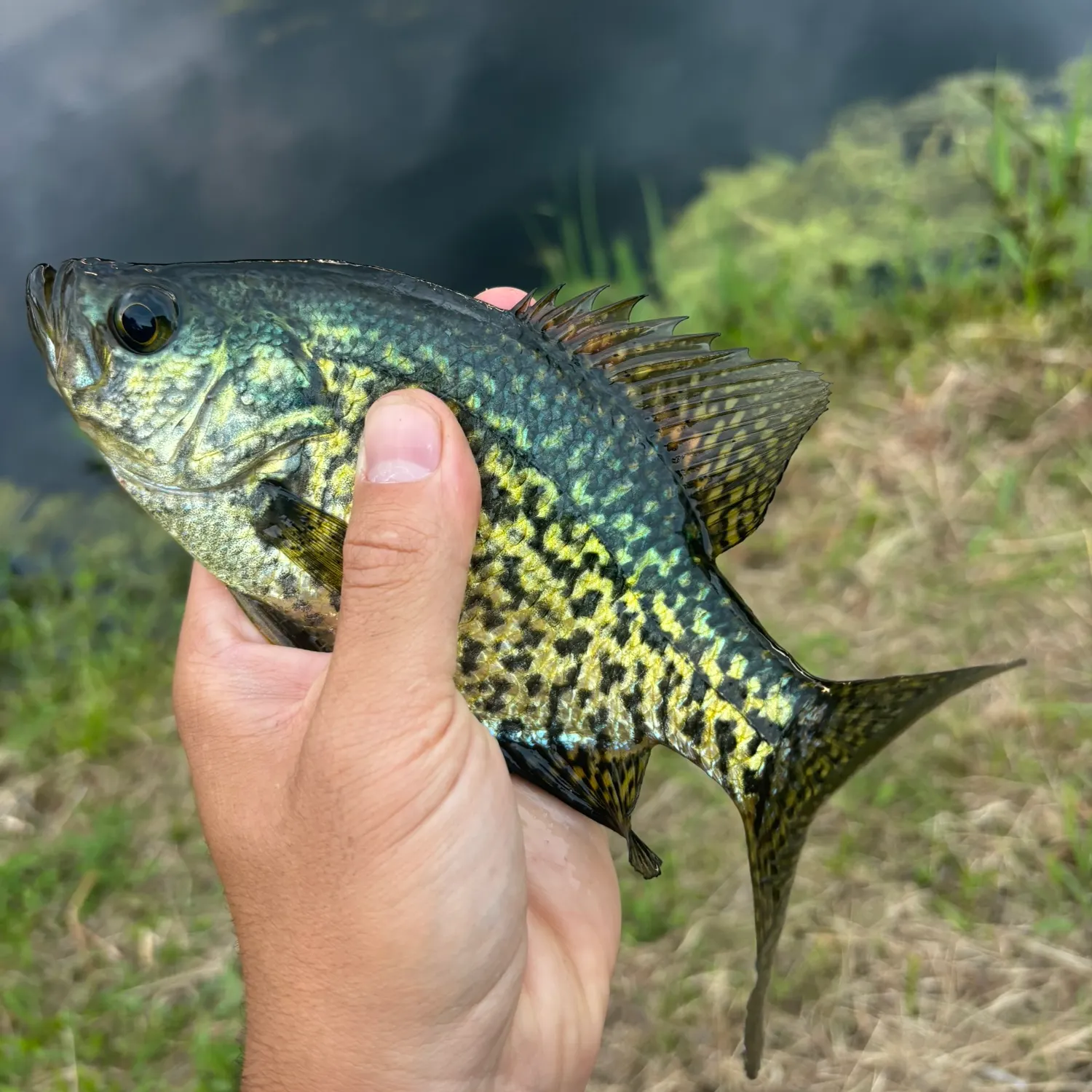 Black crappie caught on Fishbrain