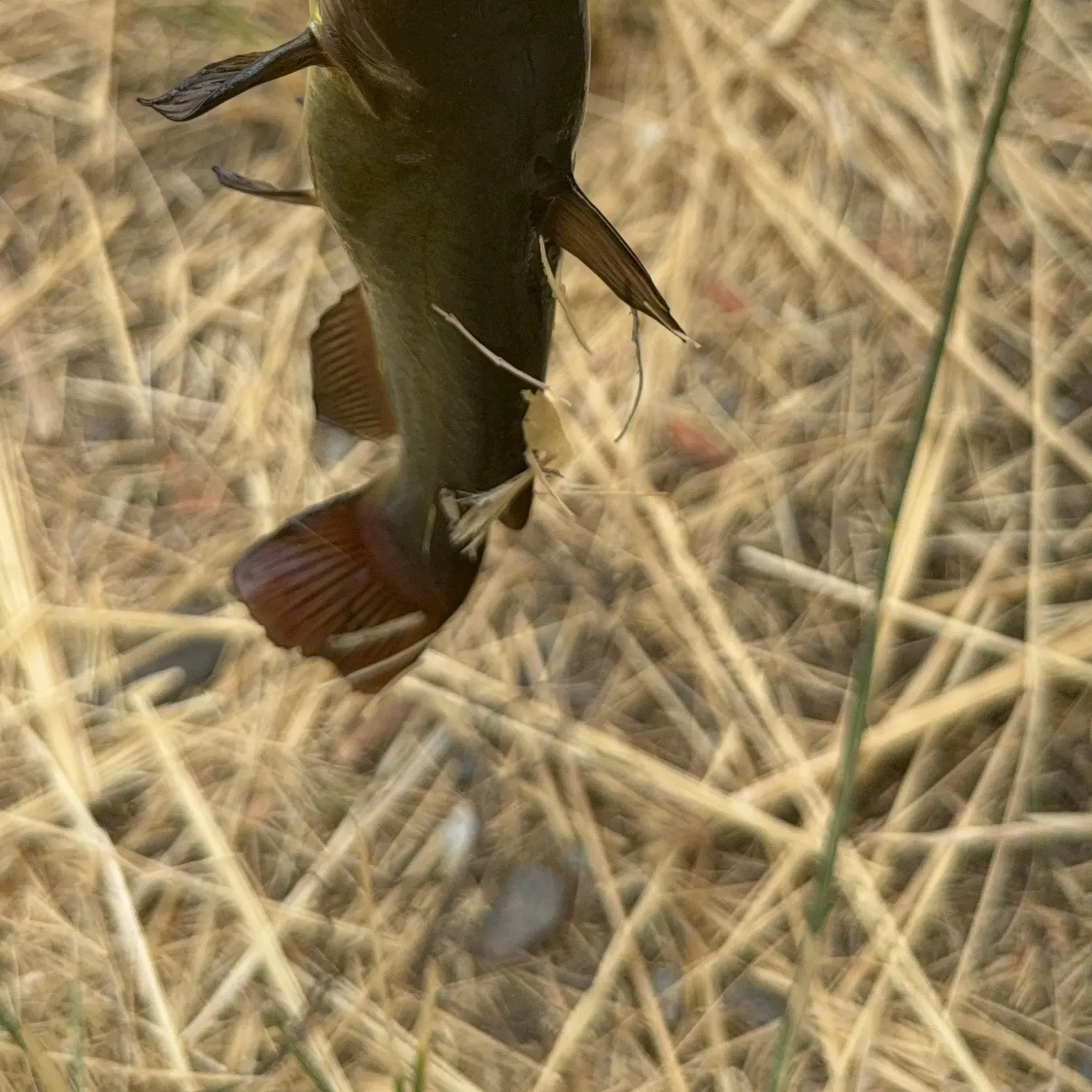 Black bullhead caught on Fishbrain