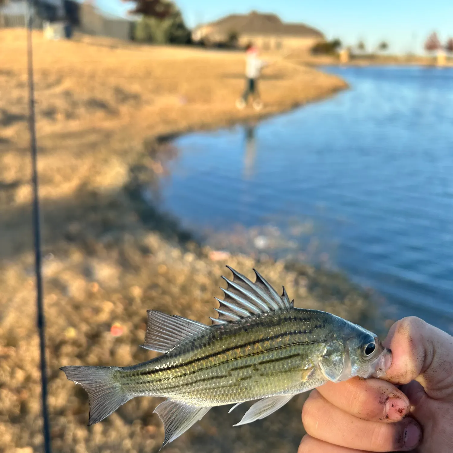 The most recent Yellow bass catches on Fishbrain