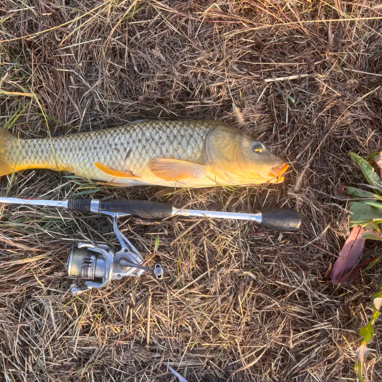 Common carp caught on Fishbrain