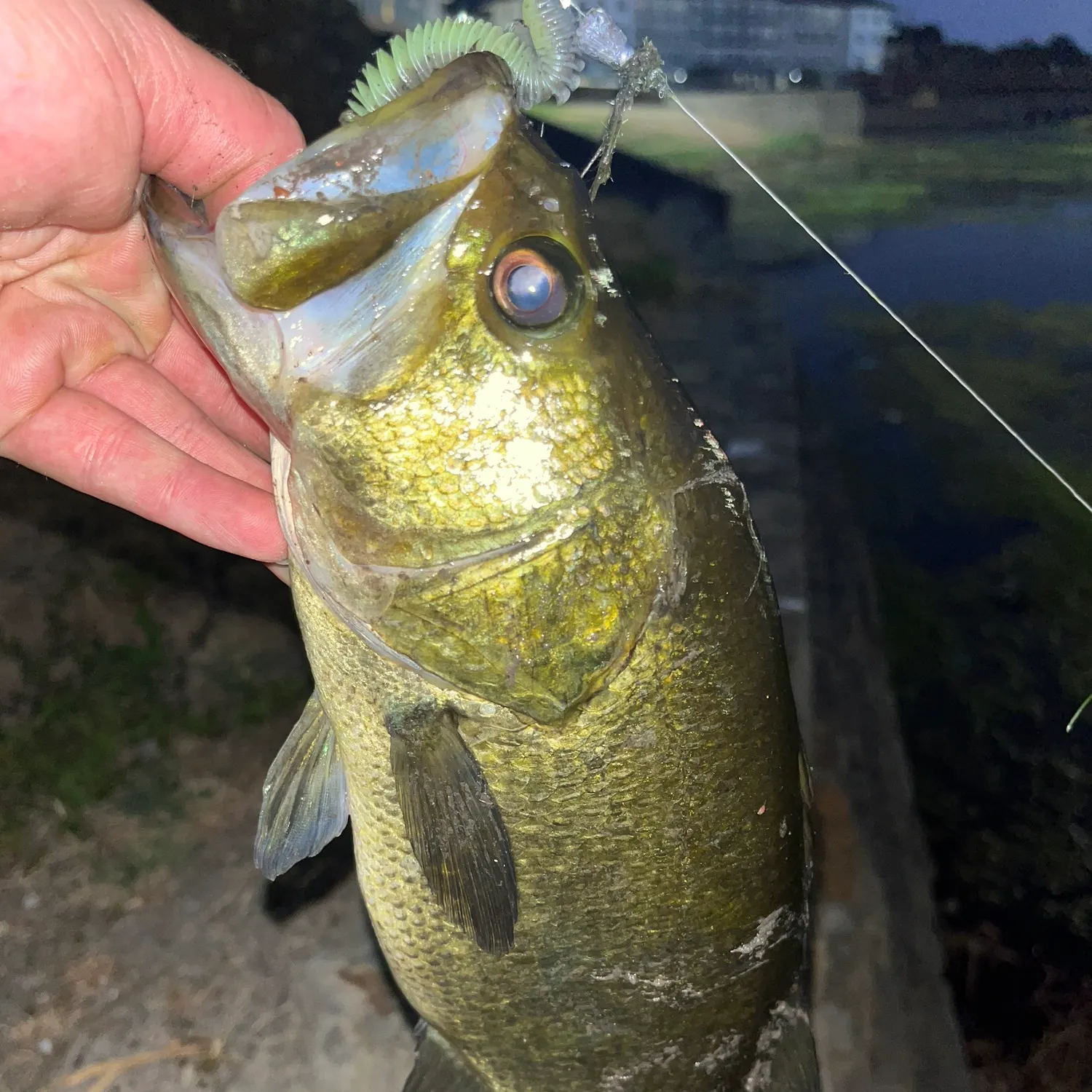 Largemouth bass caught on Fishbrain