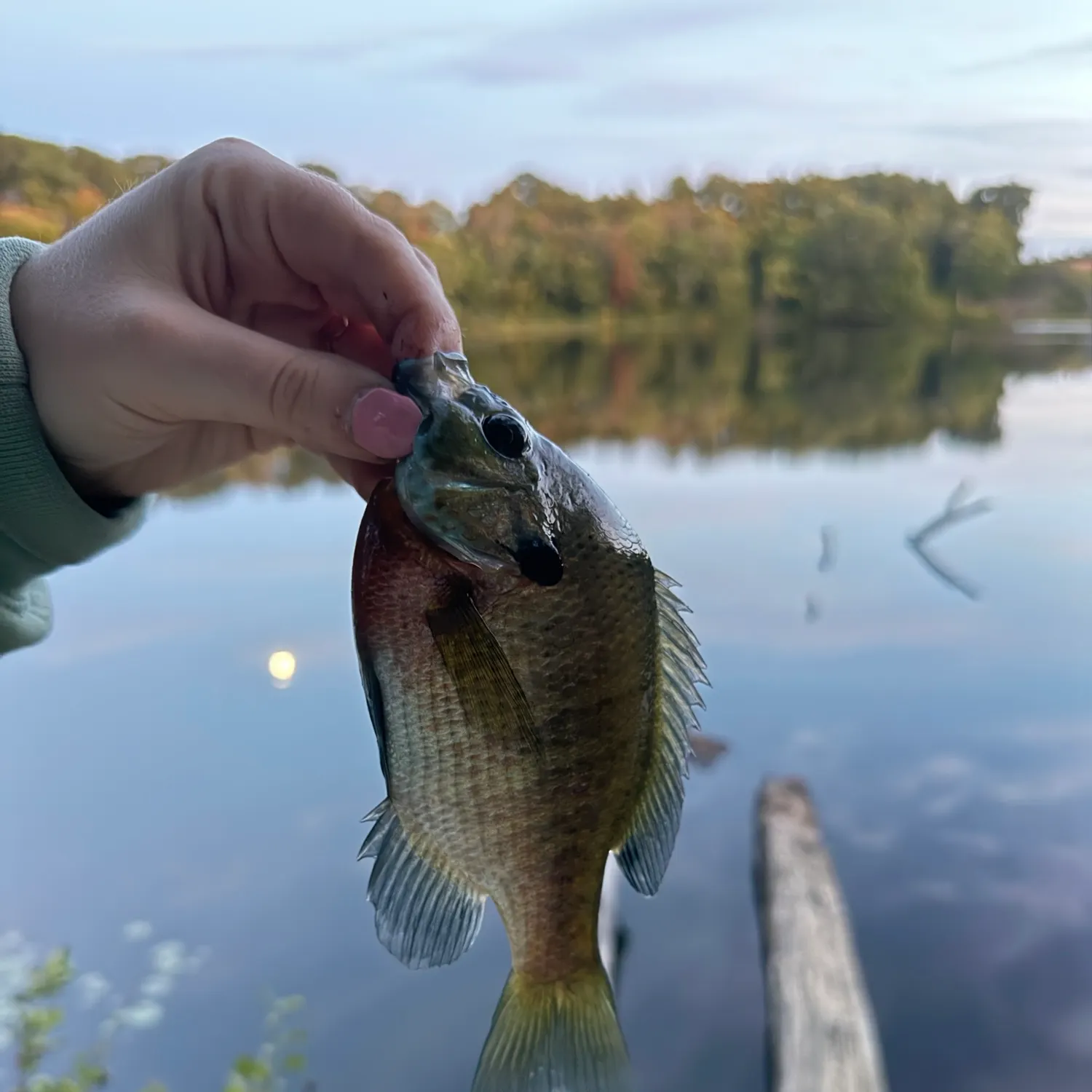 Bluegill caught on Fishbrain