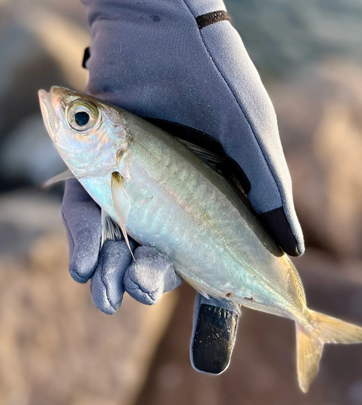 The most popular recent Bigeye scad catch on Fishbrain