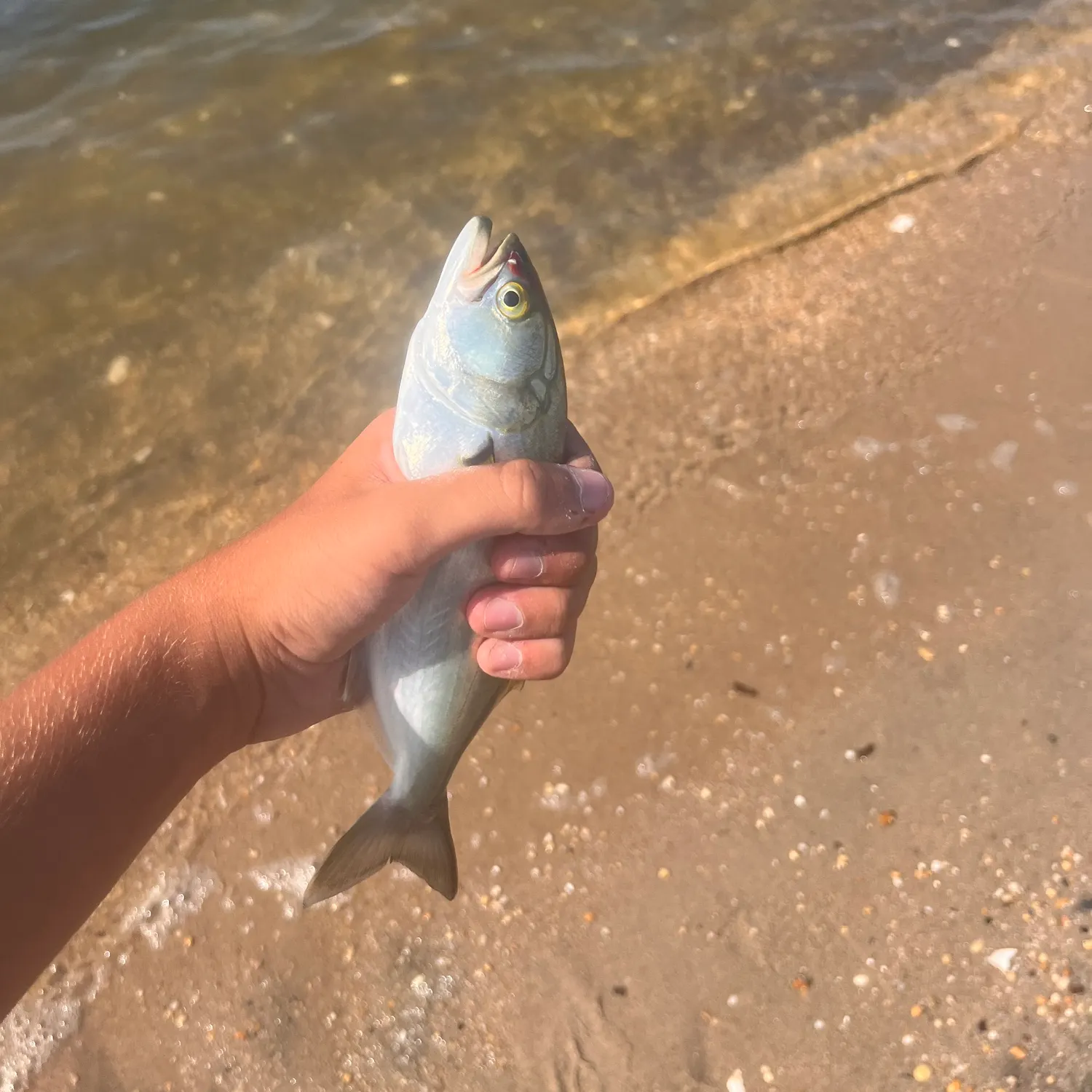 Bluefish caught on Fishbrain