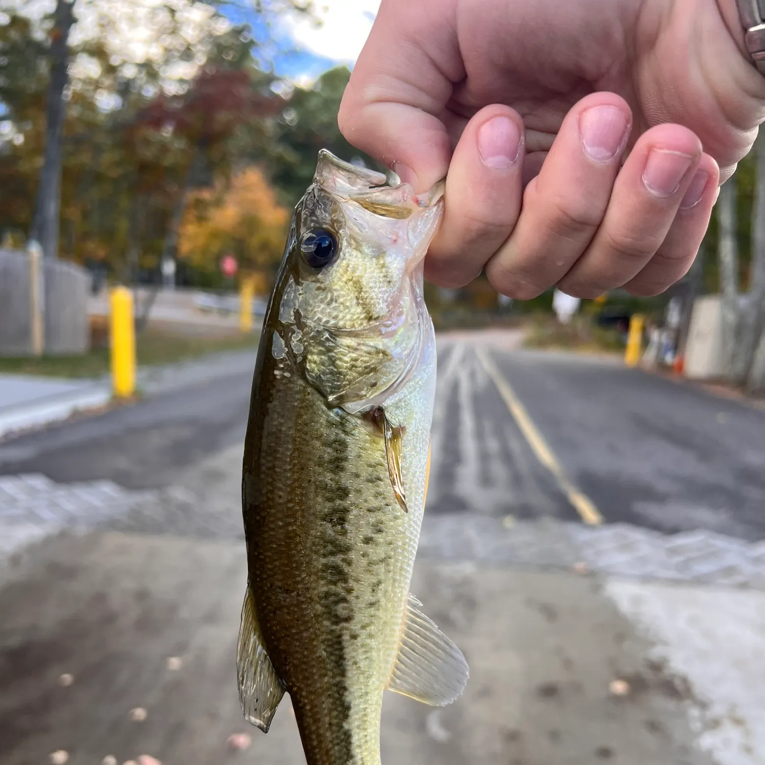 catch