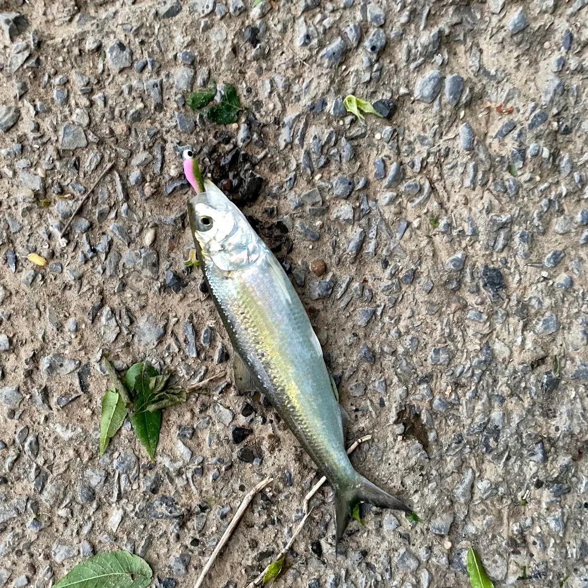 The most recent Skipjack herring catches on Fishbrain