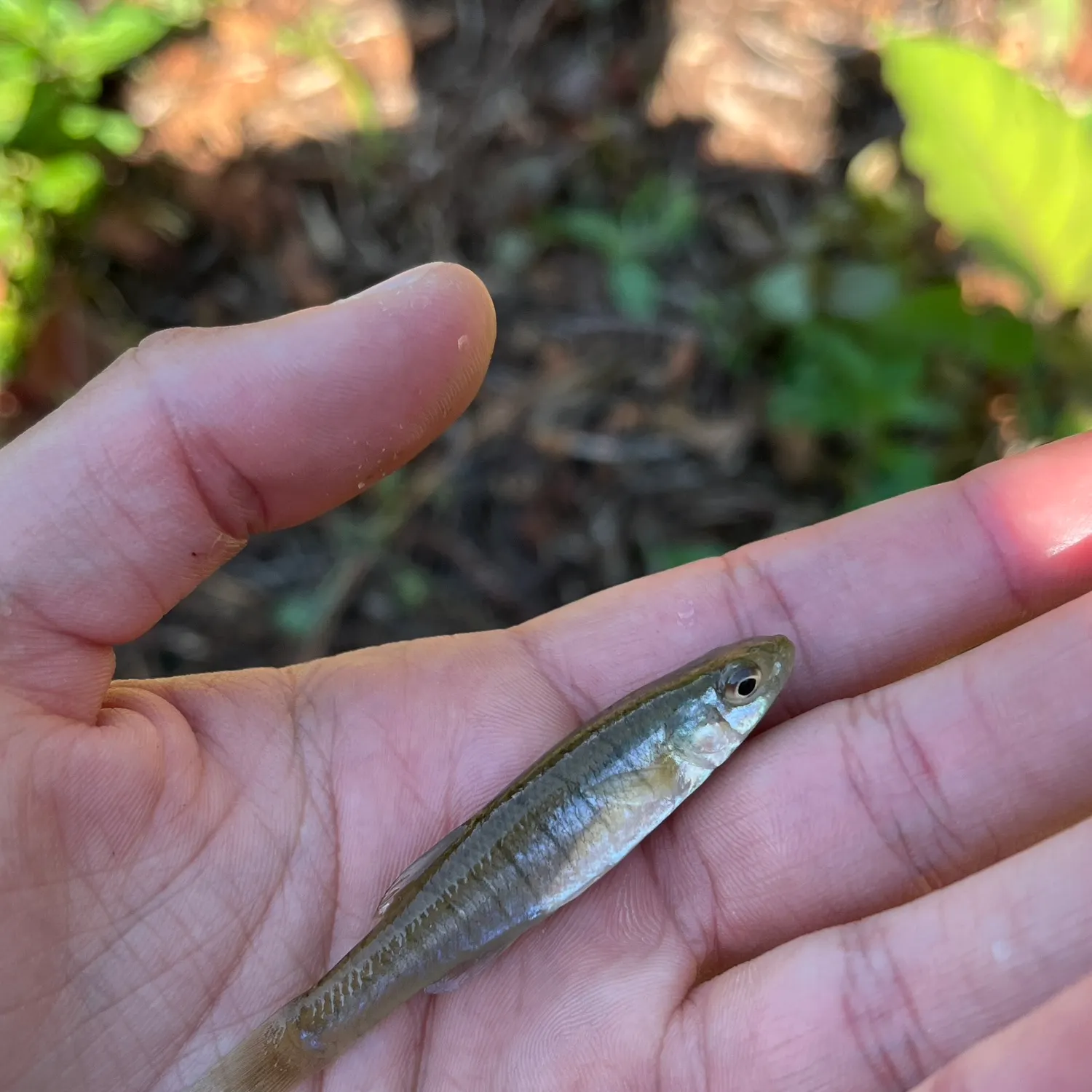 The most recent Banded killifish catches on Fishbrain